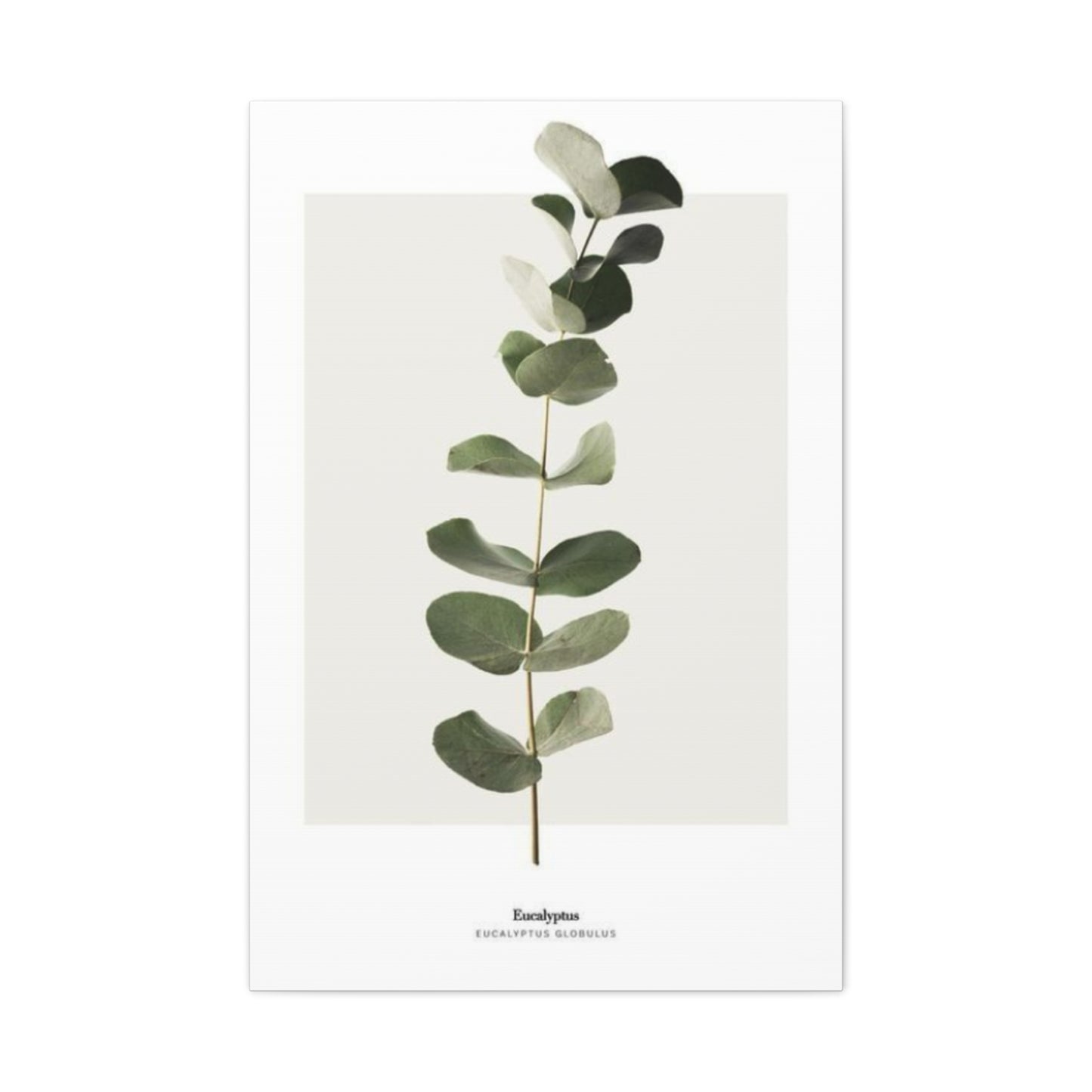 Eucalyptus Wall Art & Canvas Prints