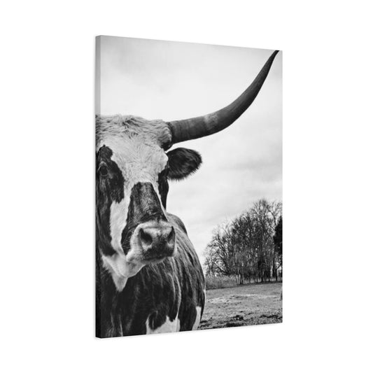 Wild Buffalo Longhorn Photos Wall Art & Canvas Prints