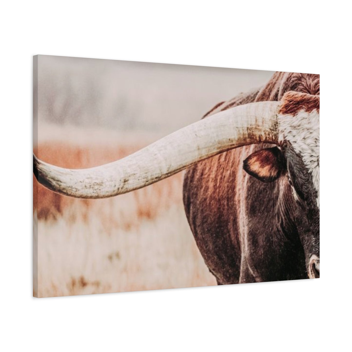 Old Hairy Bull Long Horns Wall Art & Canvas Prints