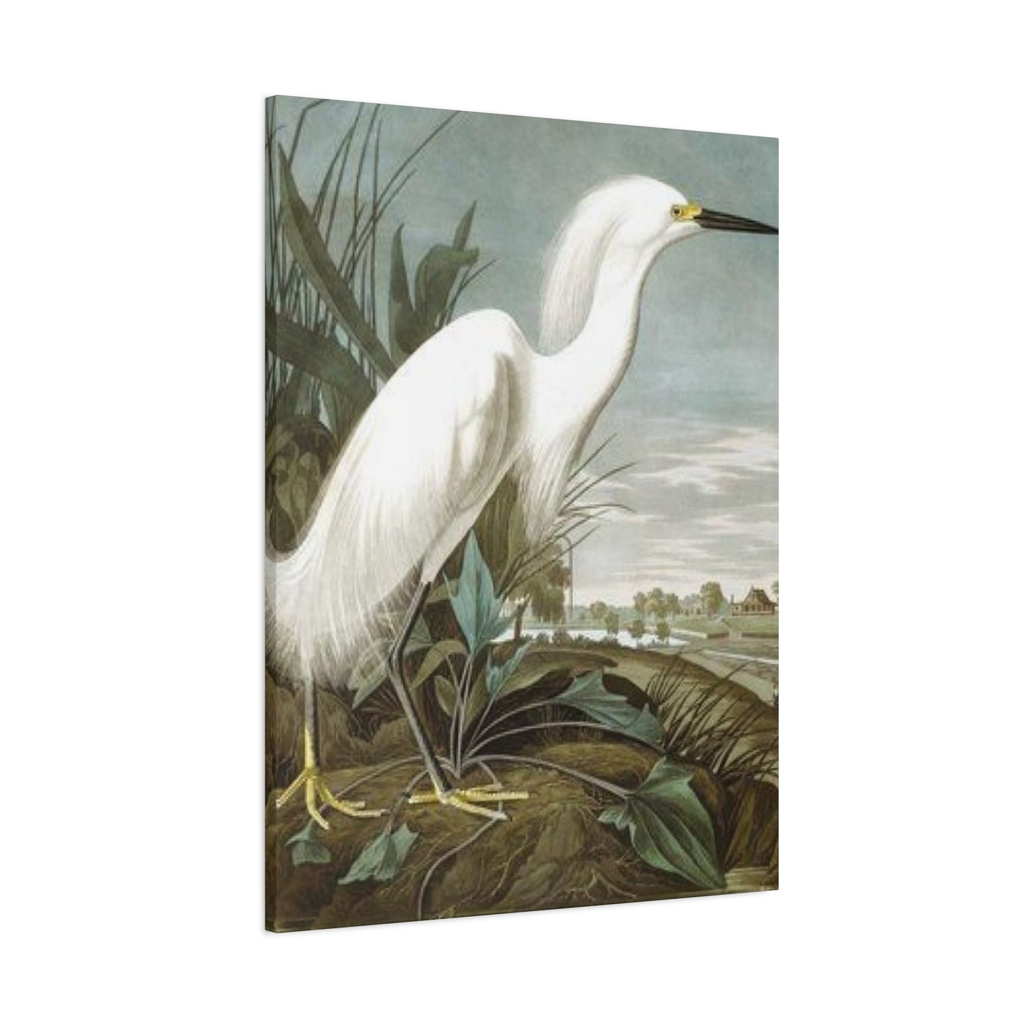 Long Beak White Heron Wall Art & Canvas Prints