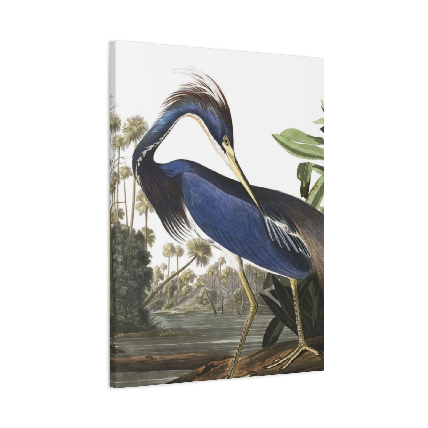 Beautiful Herons Wall Art & Canvas Prints