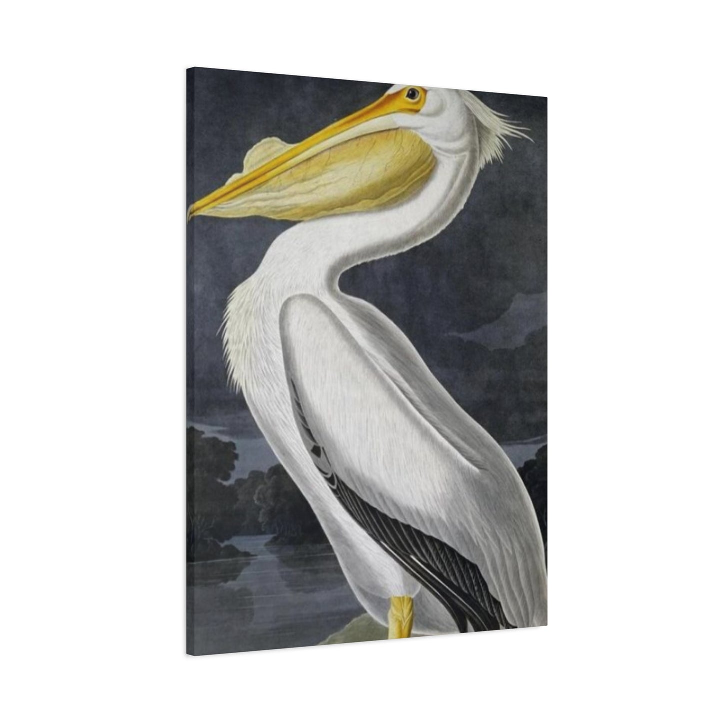 Long Fat Beak Pelican Candid Drawing Wall Art & Canvas Prints