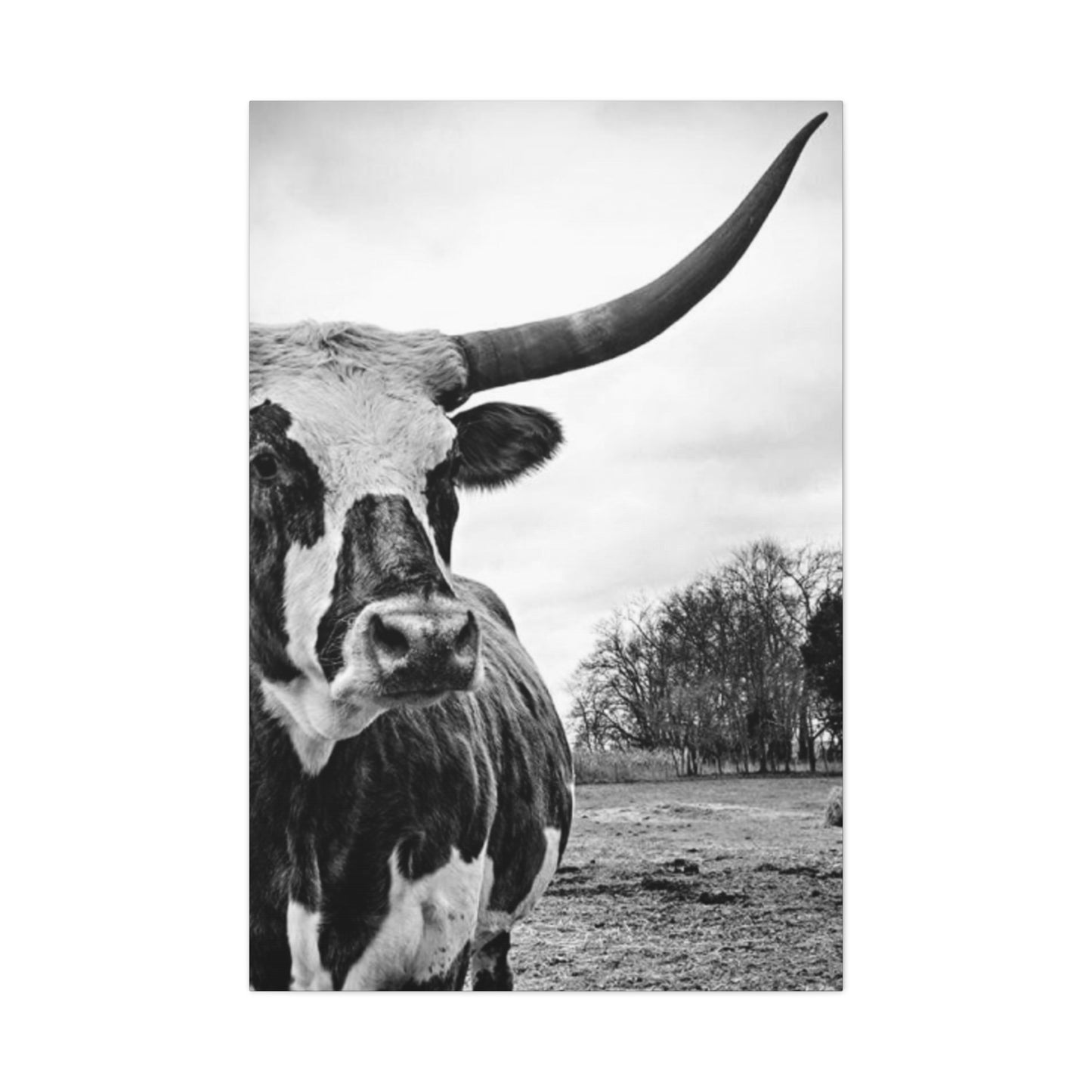 Wild Buffalo Longhorn Photos Wall Art & Canvas Prints