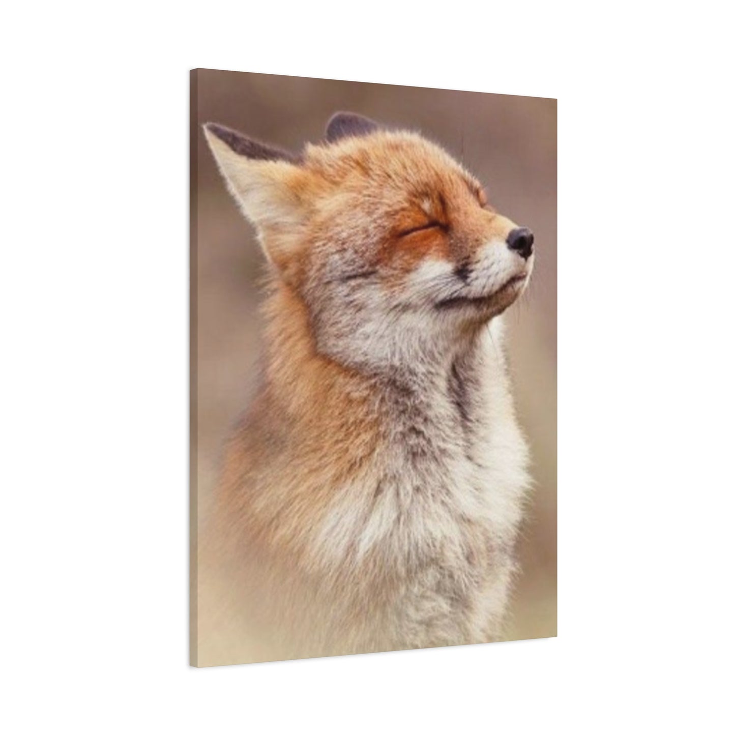 Little Fox Candid Wall Art & Canvas Prints