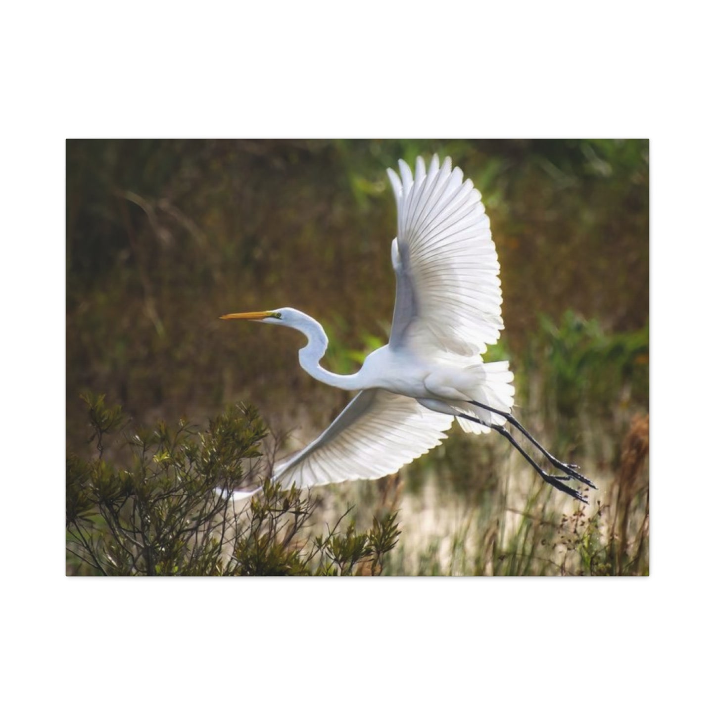 Flying Heron Wall Art & Canvas Prints