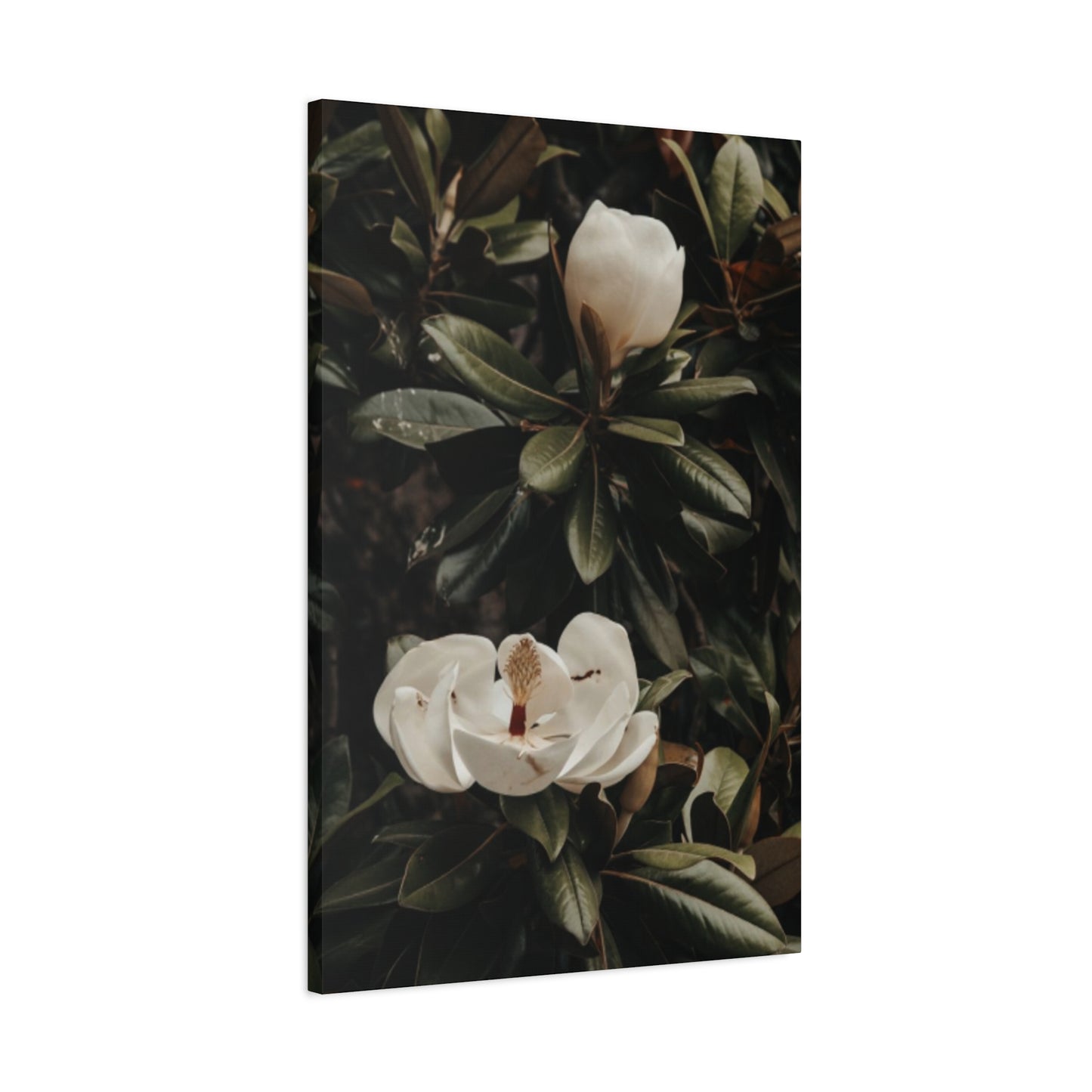 White Magnolia Flower Painting Wall Art & Canvas Prints