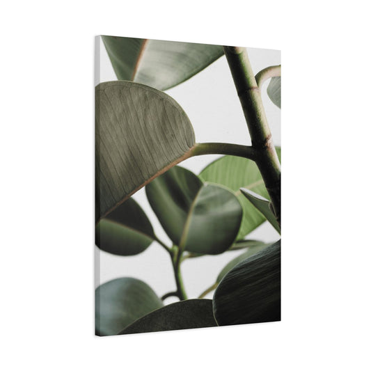 Olive Green Plant Photo Wall Art & Canvas Prints