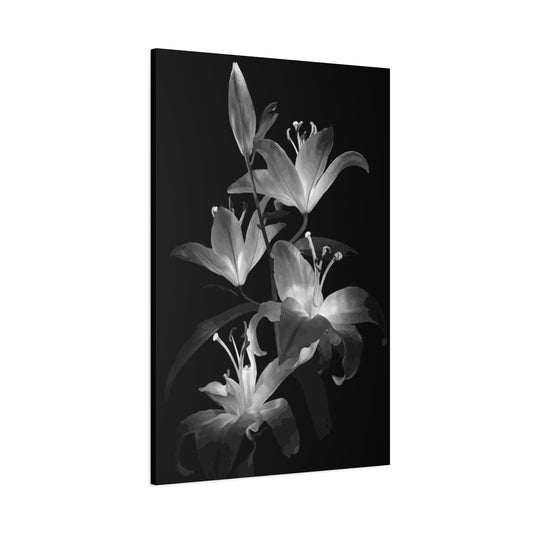 Lily Wall Art & Canvas Prints