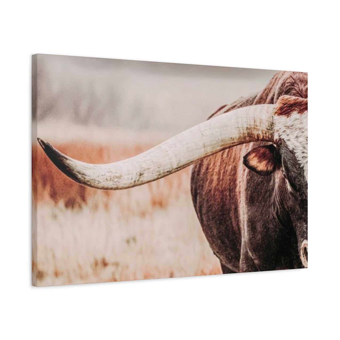 Old Hairy Bull Long Horns Wall Art & Canvas Prints