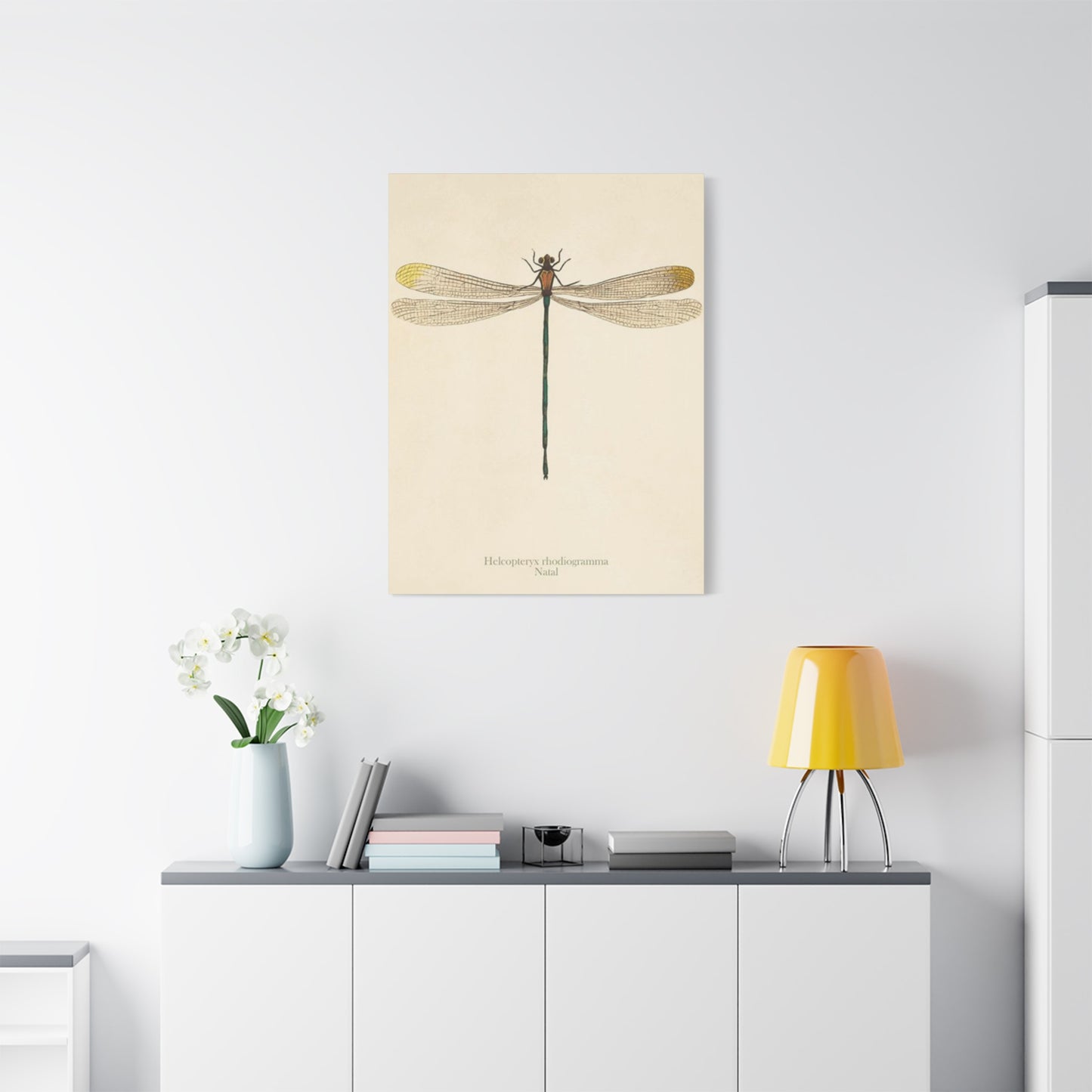 Long Tail Dragonfly Wall Art & Canvas Prints