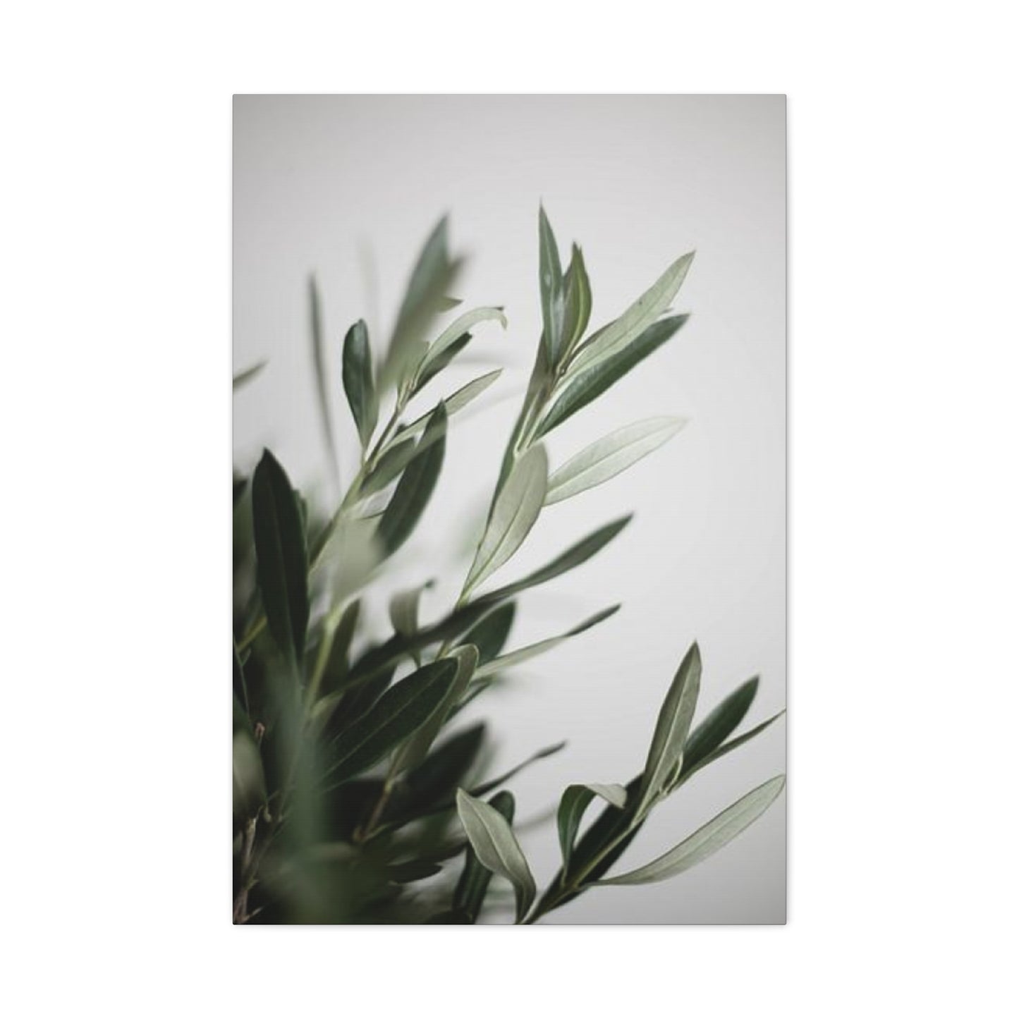 Plant Olive Green Wall Art & Canvas Prints