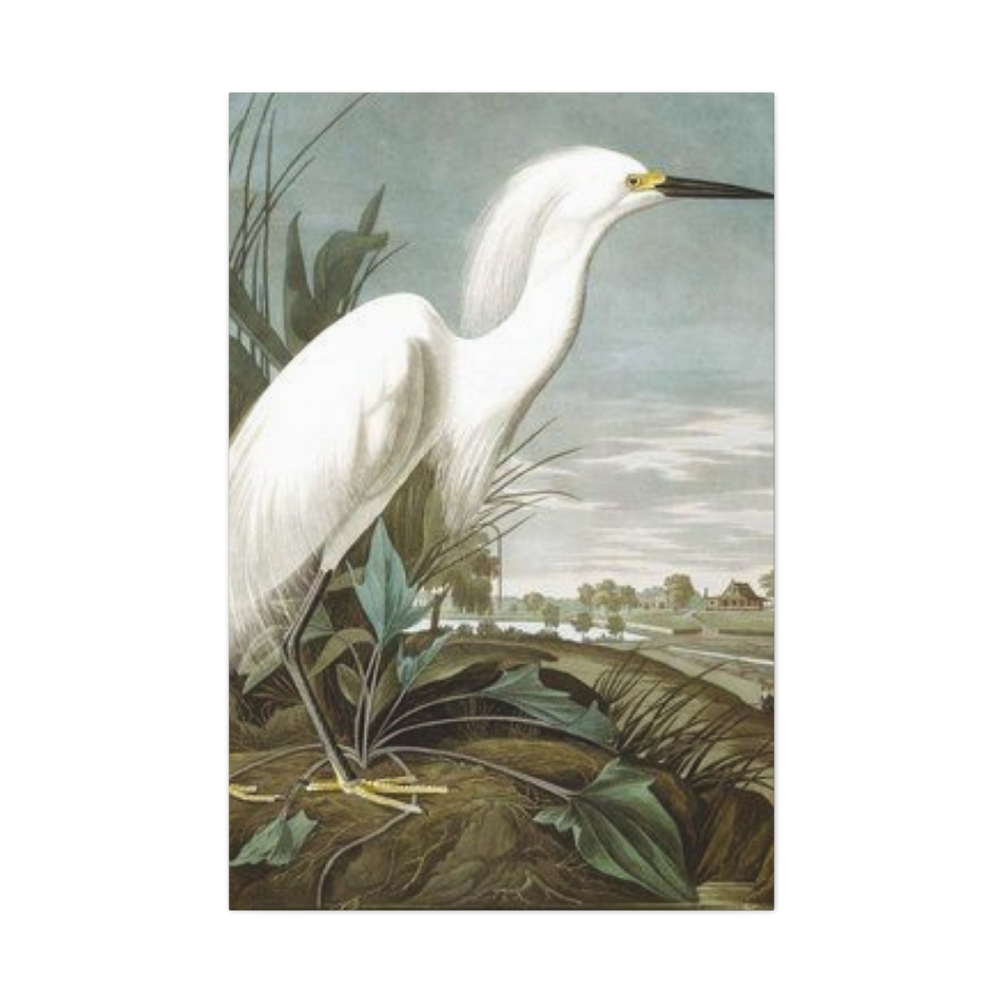 Long Beak White Heron Wall Art & Canvas Prints