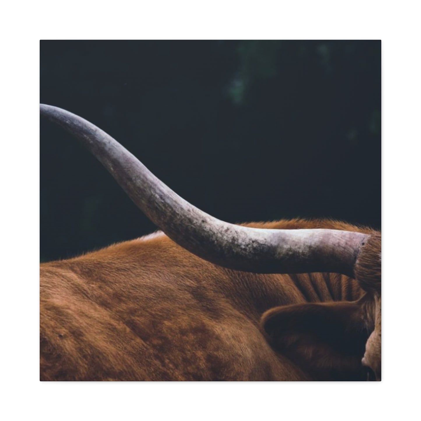 Long Horn Photography Wall Art & Canvas Prints