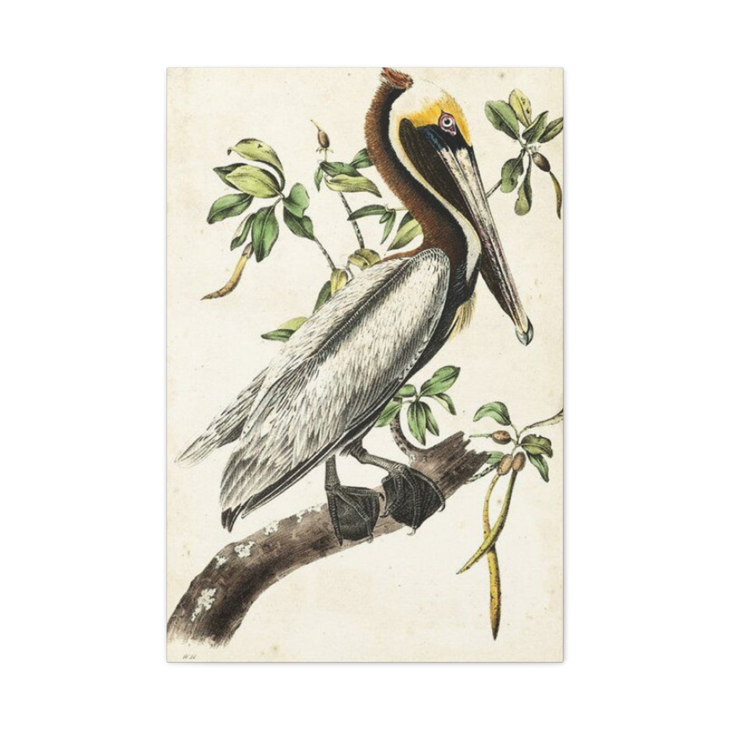 Pelican On A Branch Painting Wall Art & Canvas Prints