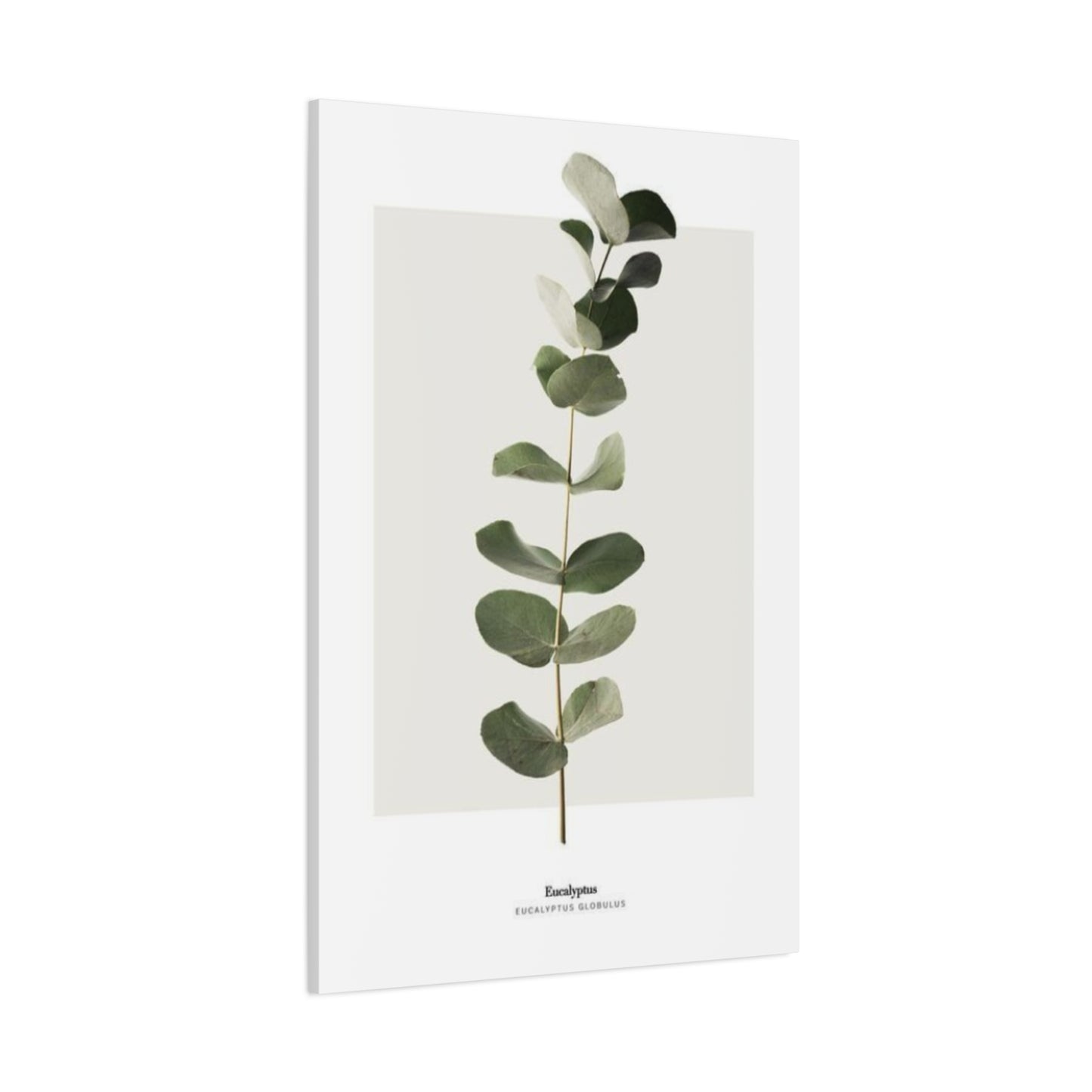 Eucalyptus Wall Art & Canvas Prints