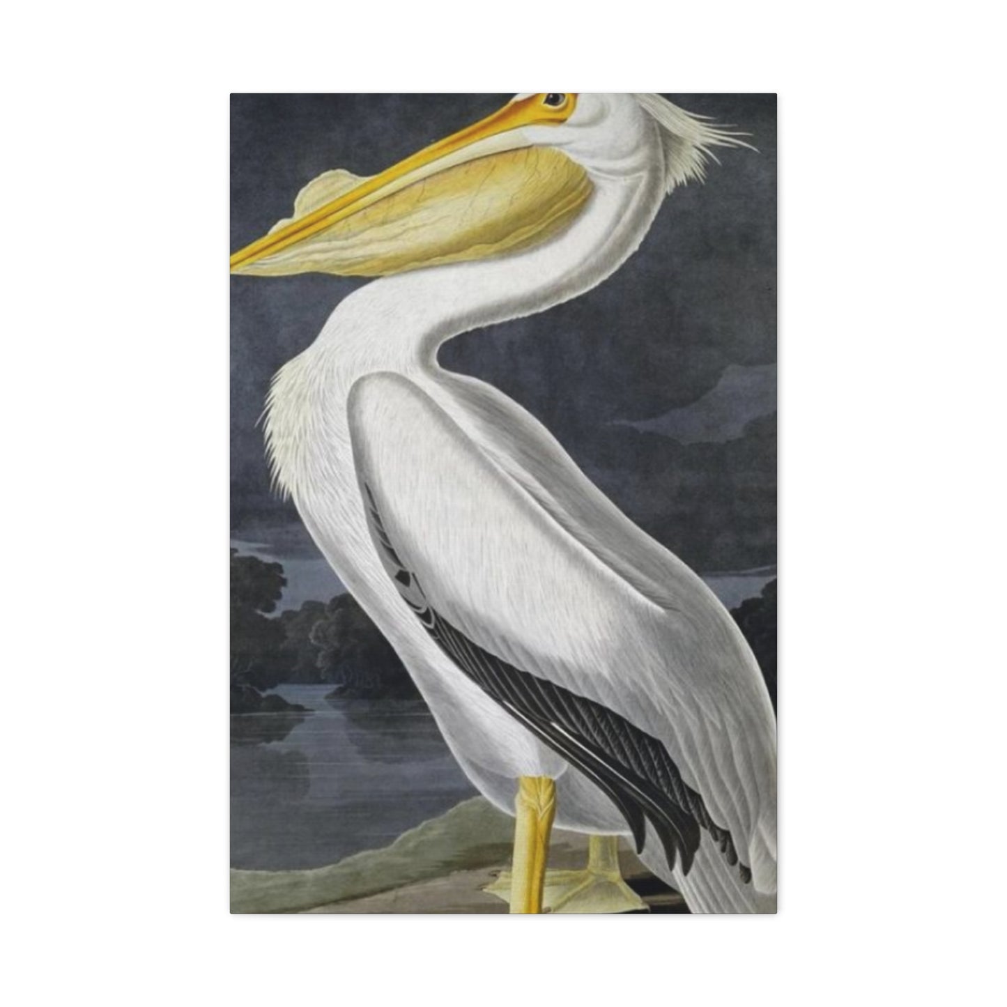 Long Fat Beak Pelican Candid Drawing Wall Art & Canvas Prints