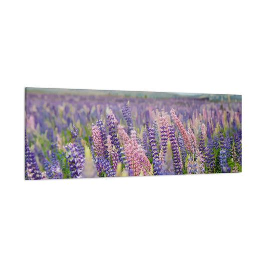 Lavender Wall Art & Canvas Prints