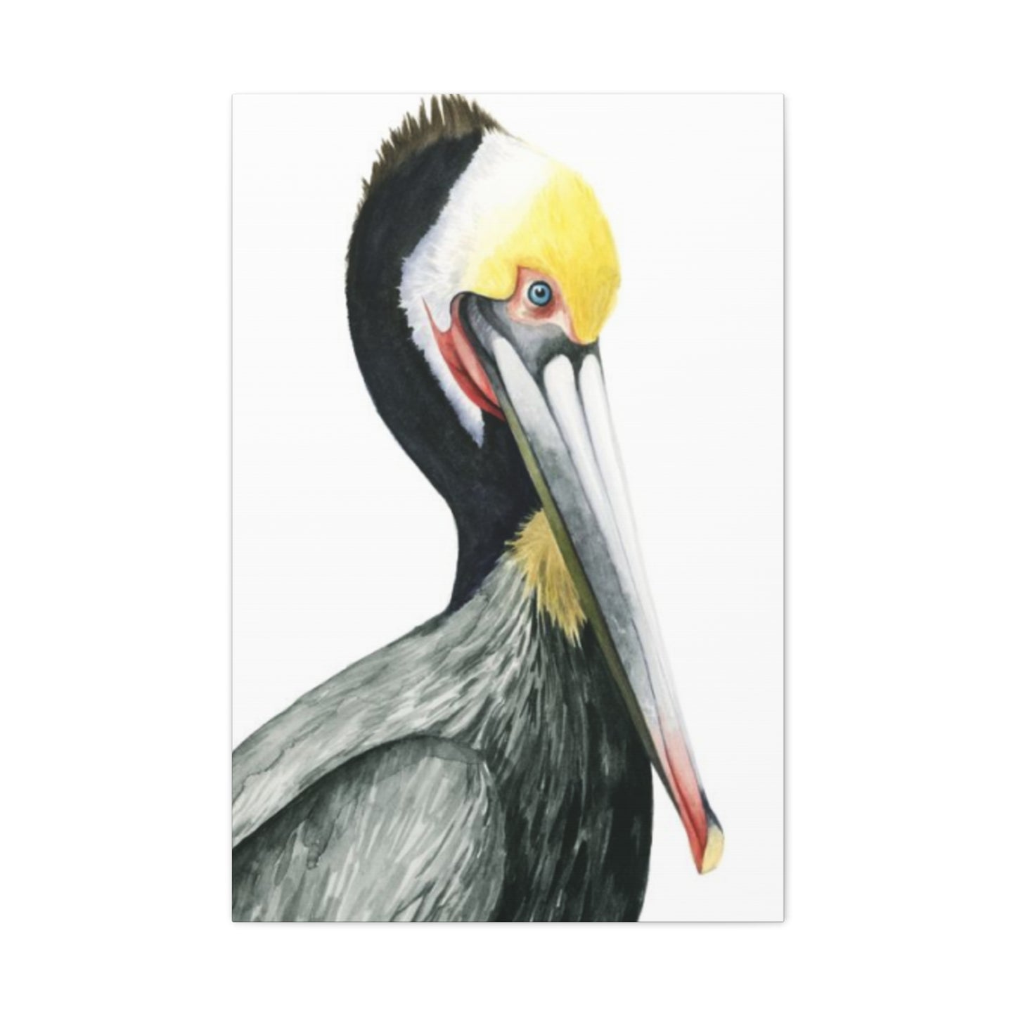 Long Beak Pelican Candid Drawing Wall Art & Canvas Prints