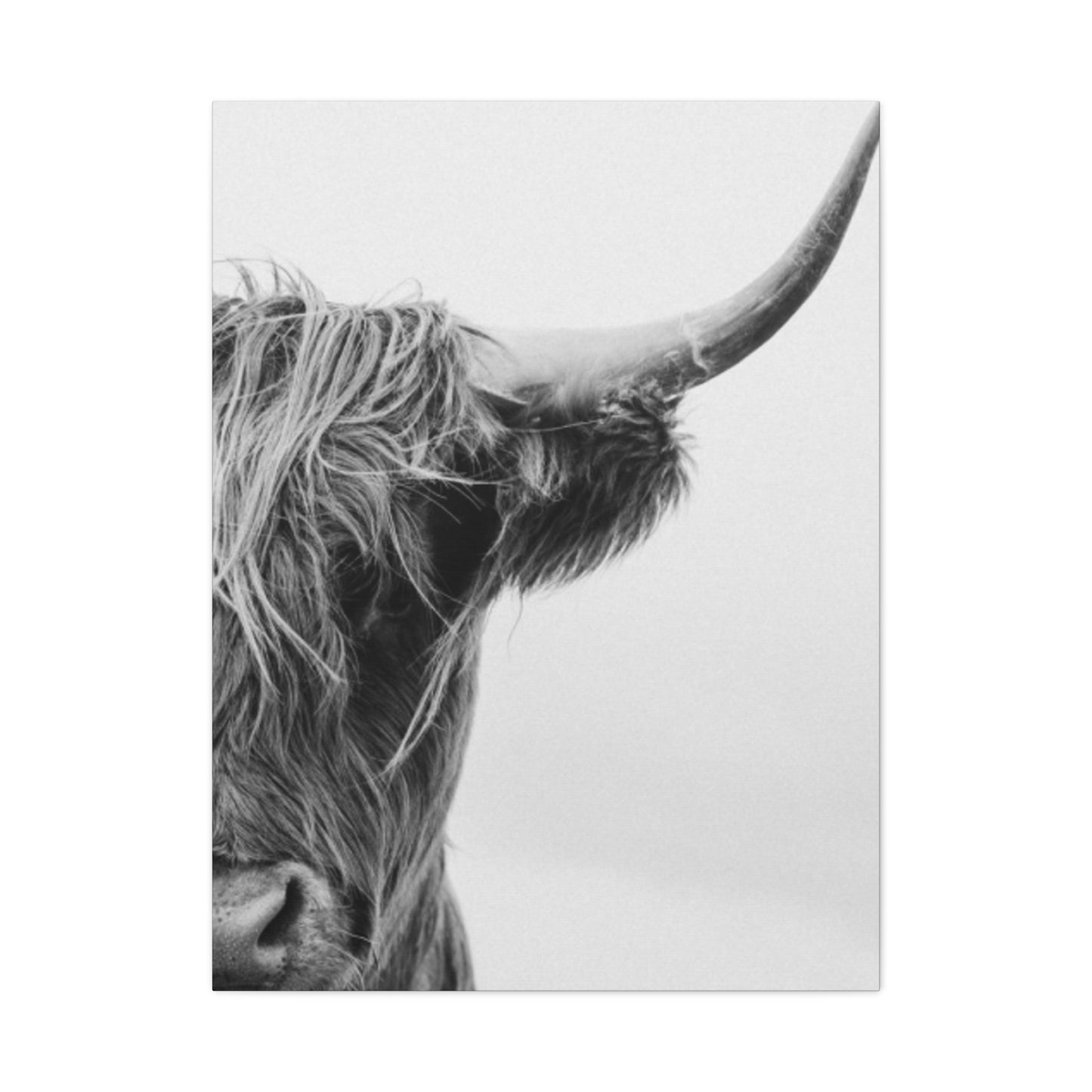 Wild Hairy Bull Longhorn Wall Art & Canvas Prints