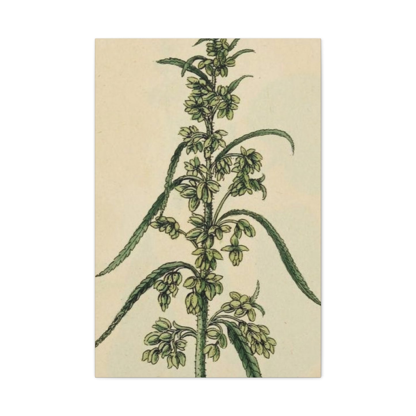 Plant Of Marijuana Wall Art & Canvas Prints