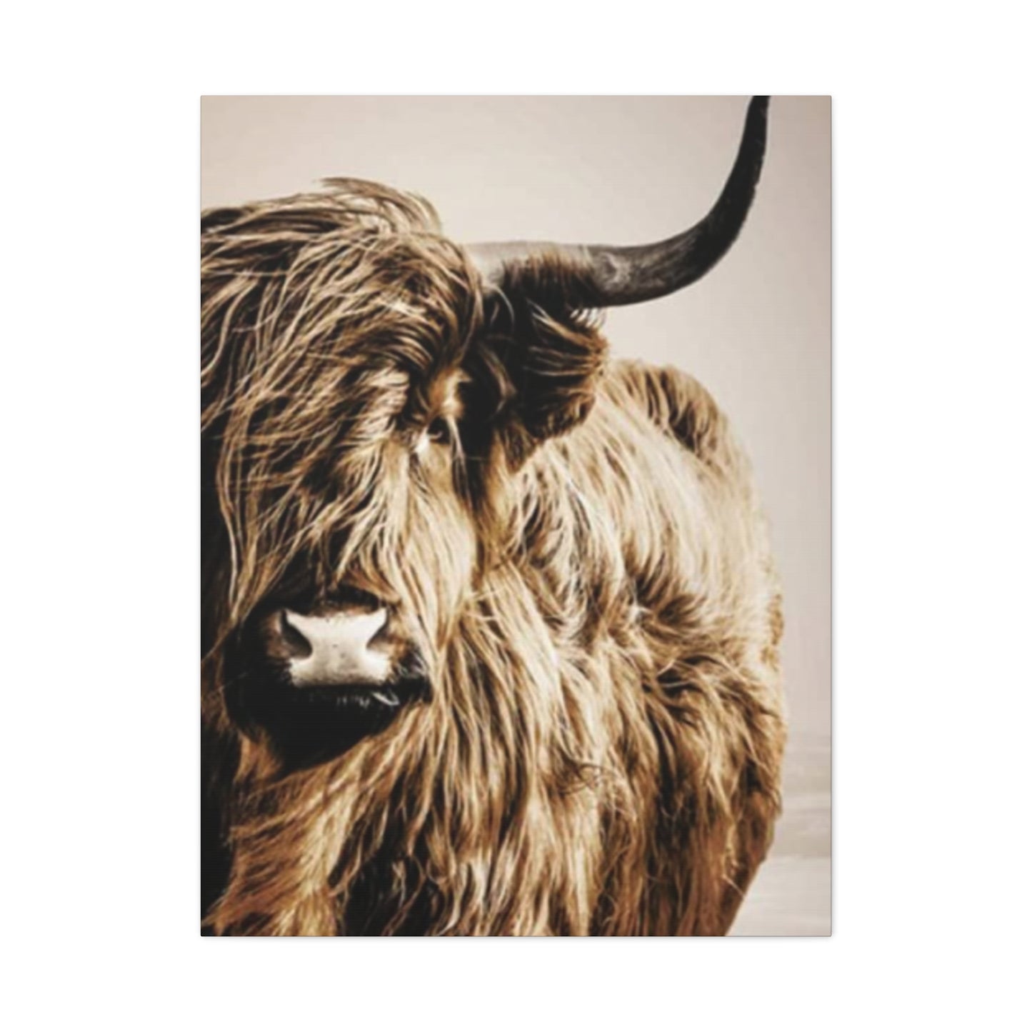 Wild Hairy Bull Longhorn Wall Art & Canvas Prints