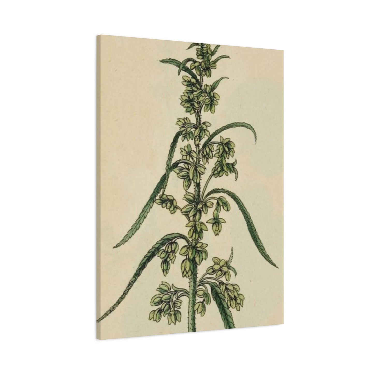 Plant Of Marijuana Wall Art & Canvas Prints