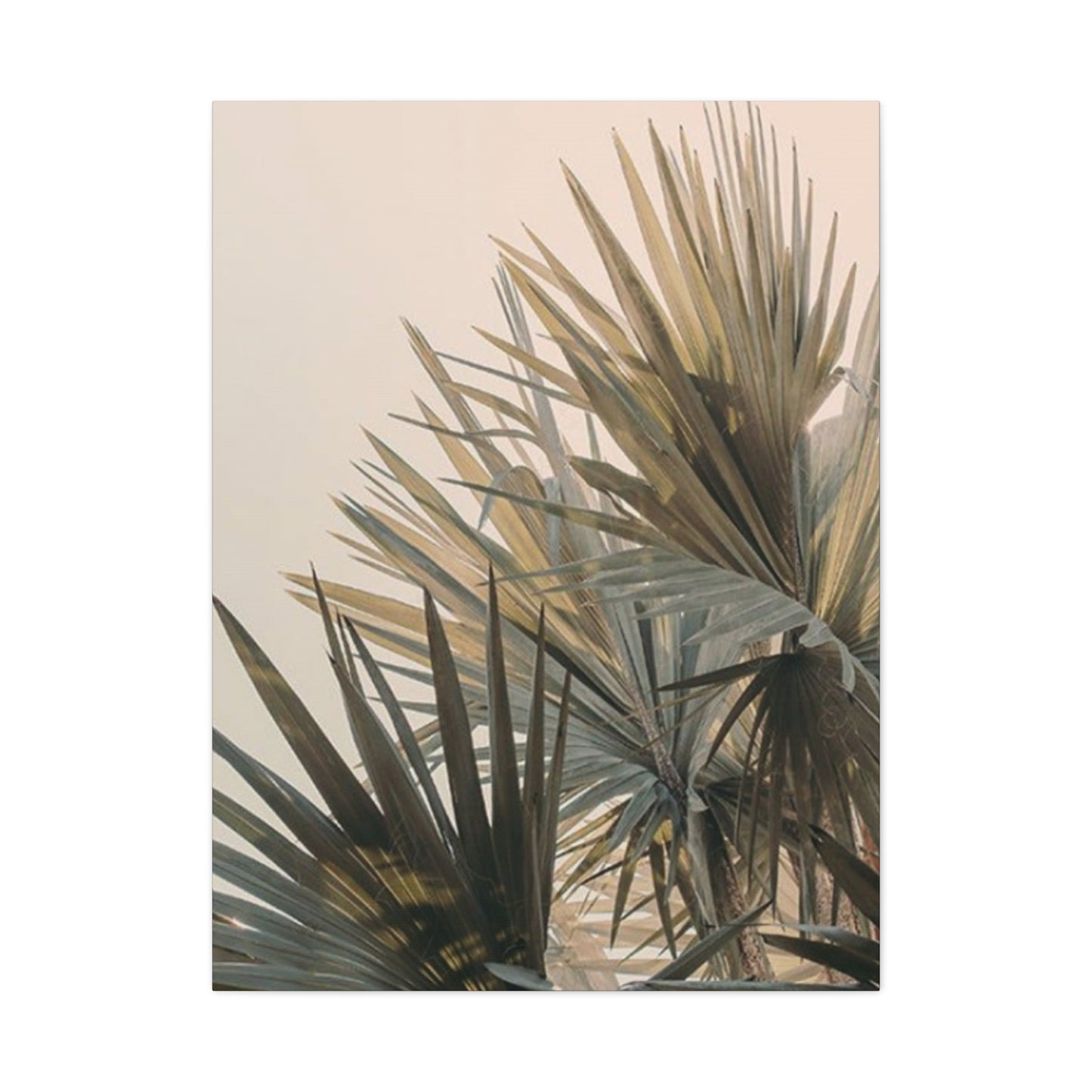 Palm Tree Leaves Close Up Wall Art & Canvas Prints