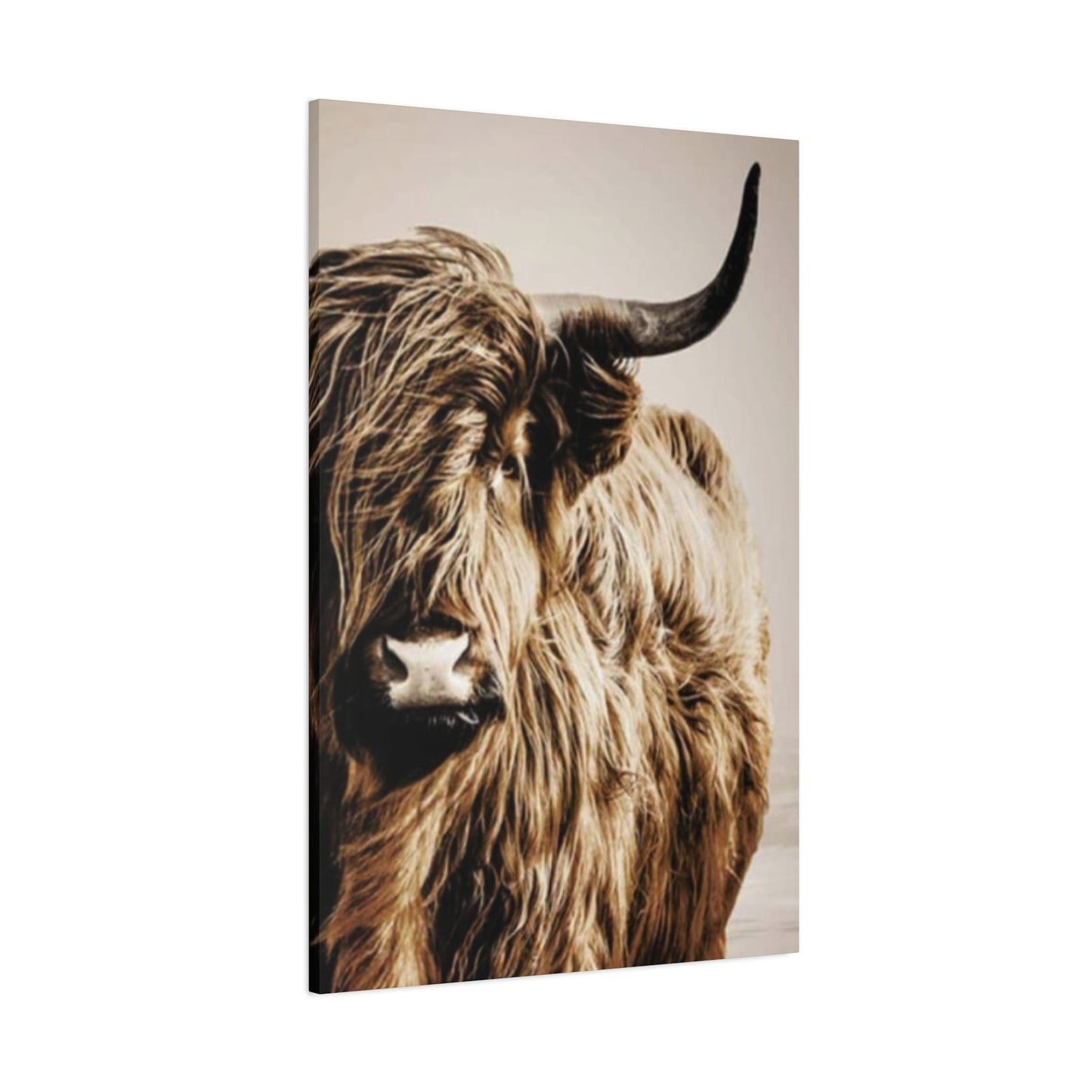 Wild Hairy Bull Longhorn Wall Art & Canvas Prints