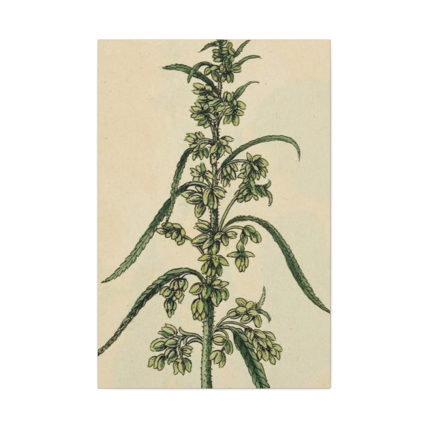 Plant Of Marijuana Wall Art & Canvas Prints