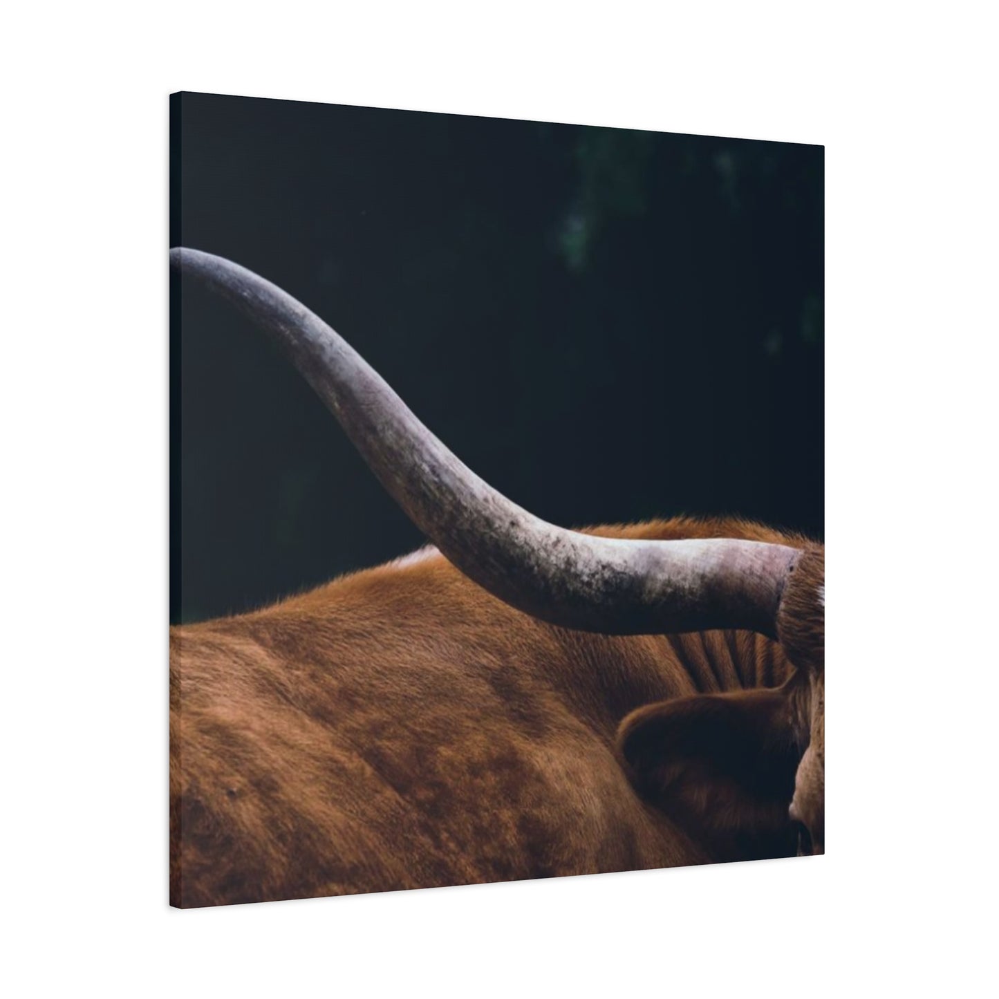 Long Horn Photography Wall Art & Canvas Prints