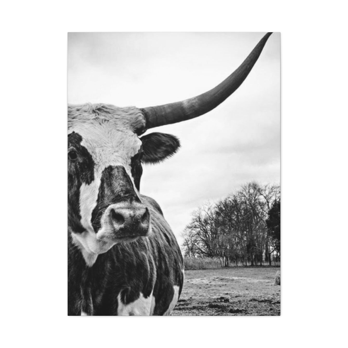 Wild Buffalo Longhorn Photos Wall Art & Canvas Prints