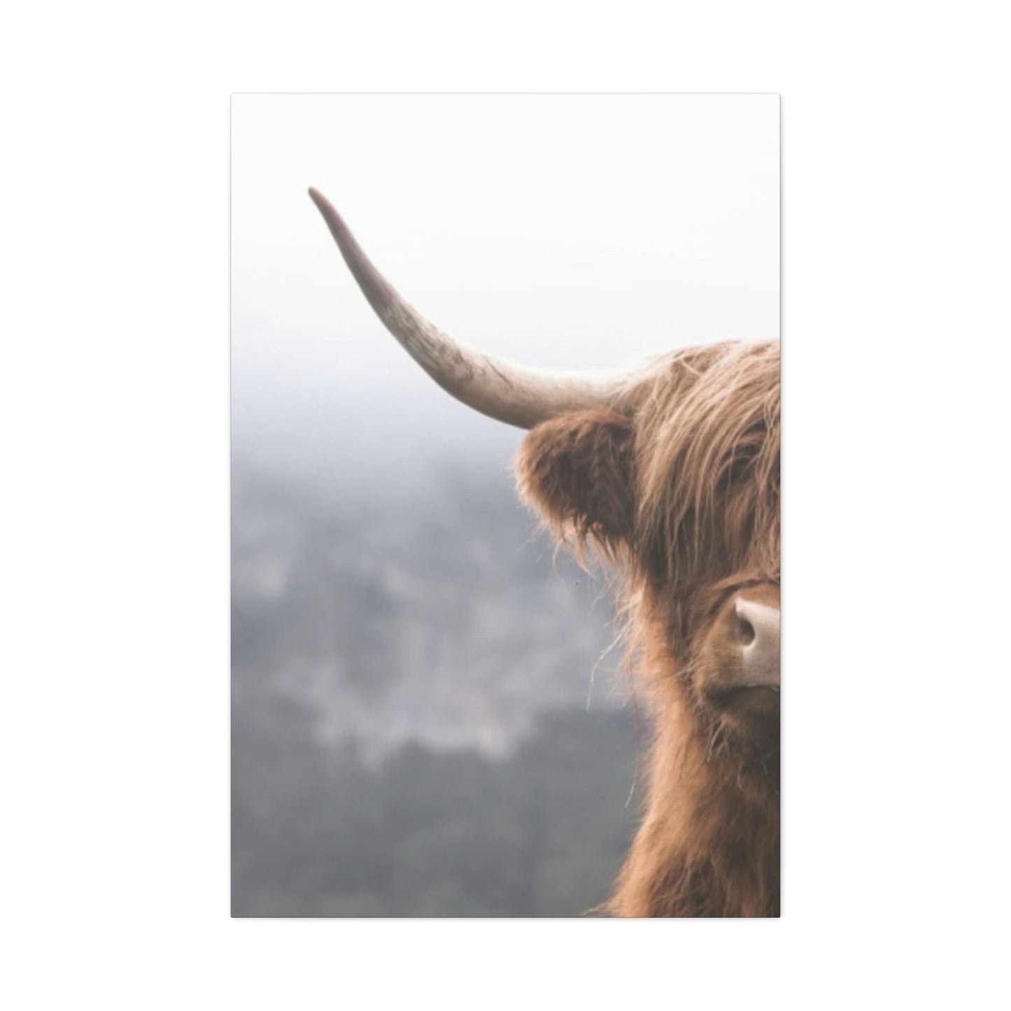 Longhorn Photos Wall Art & Canvas Prints