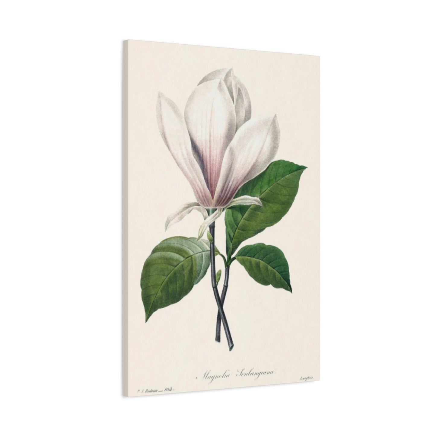 Beautiful Pink Magnolia Flower Painting Wall Art & Canvas Prints