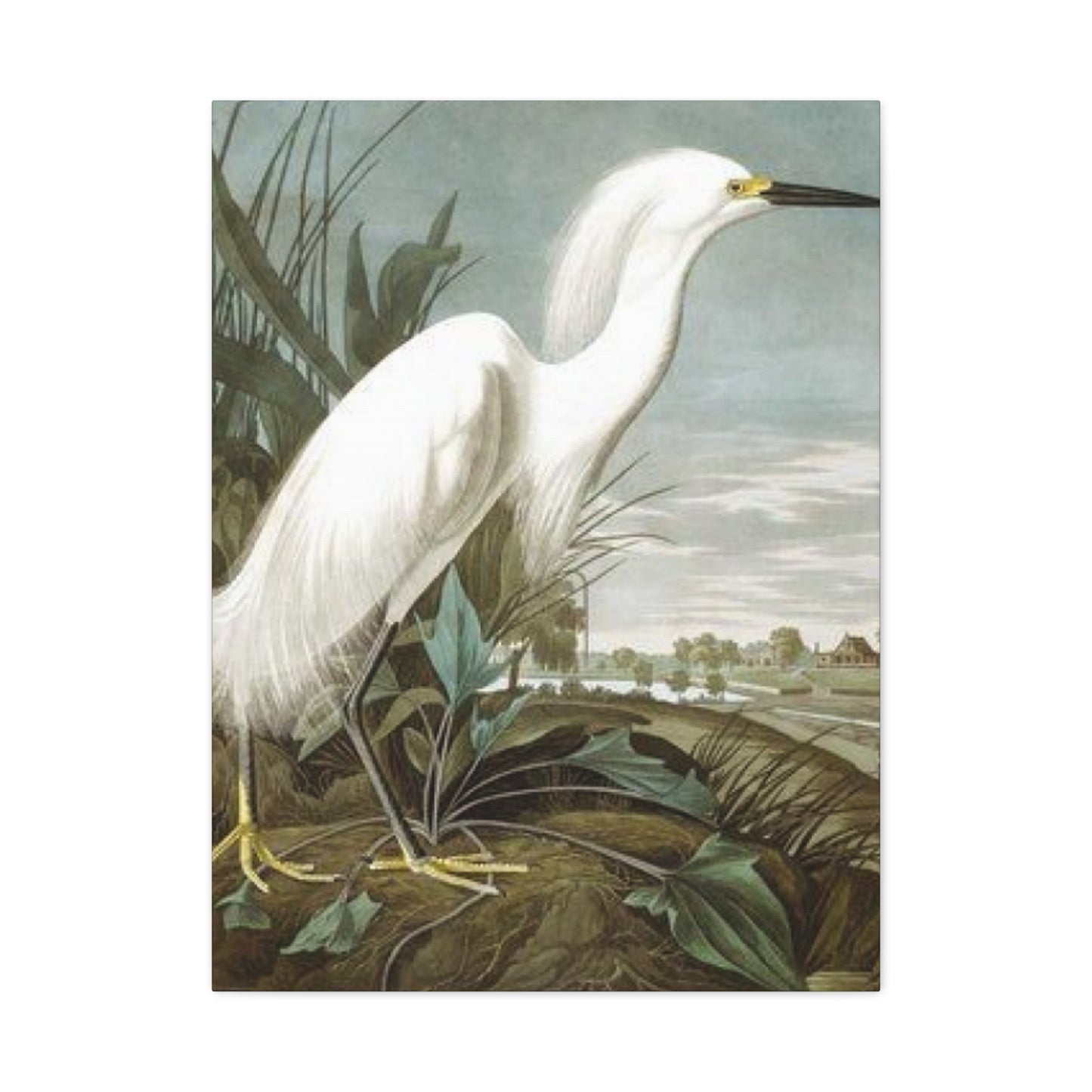 Long Beak White Heron Wall Art & Canvas Prints