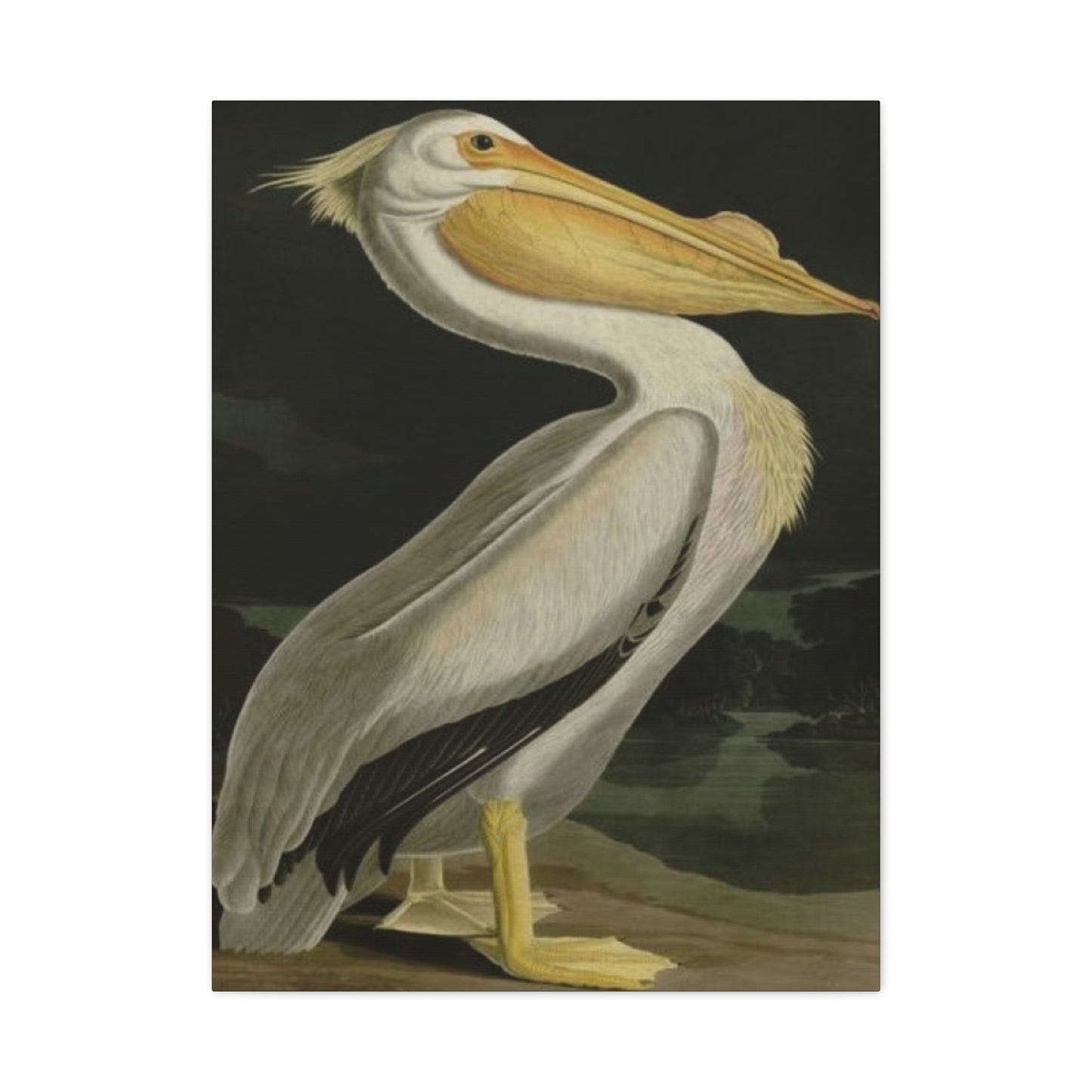 Fat Beak Pelican Poster Wall Art & Canvas Prints