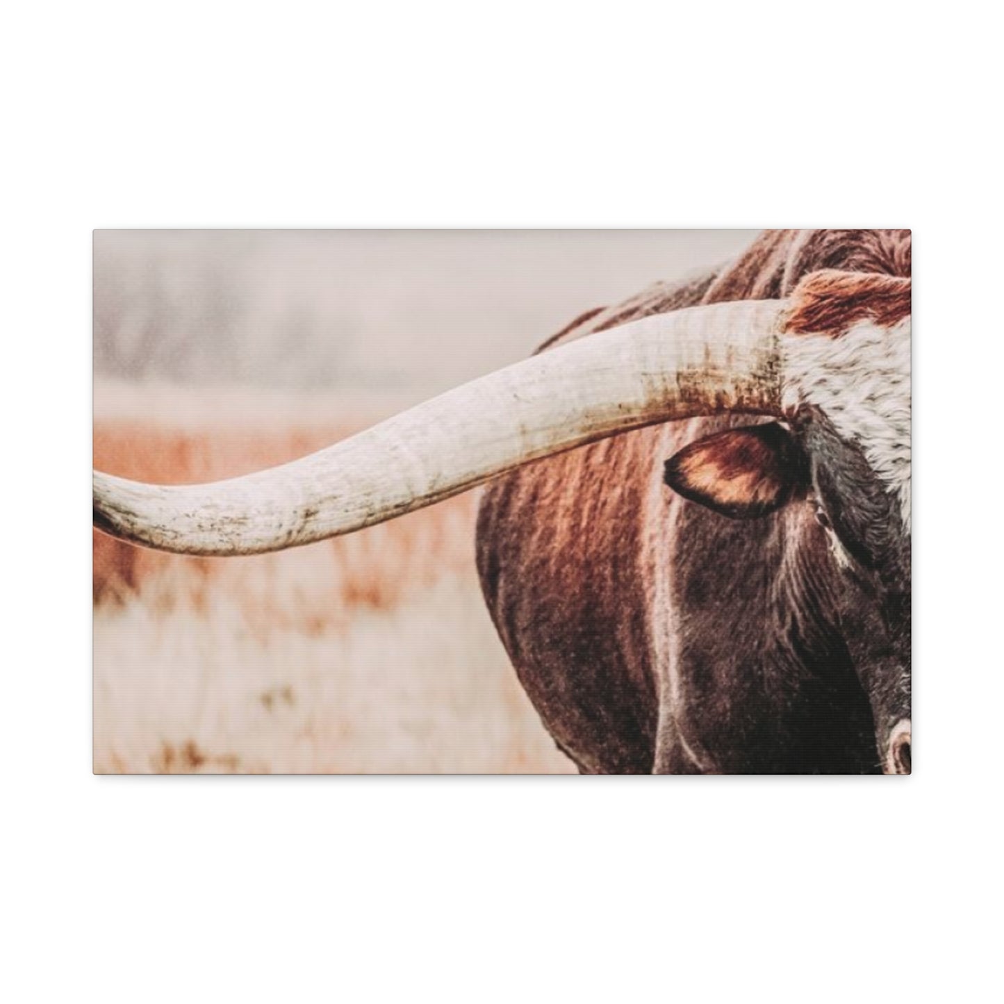 Old Hairy Bull Long Horns Wall Art & Canvas Prints