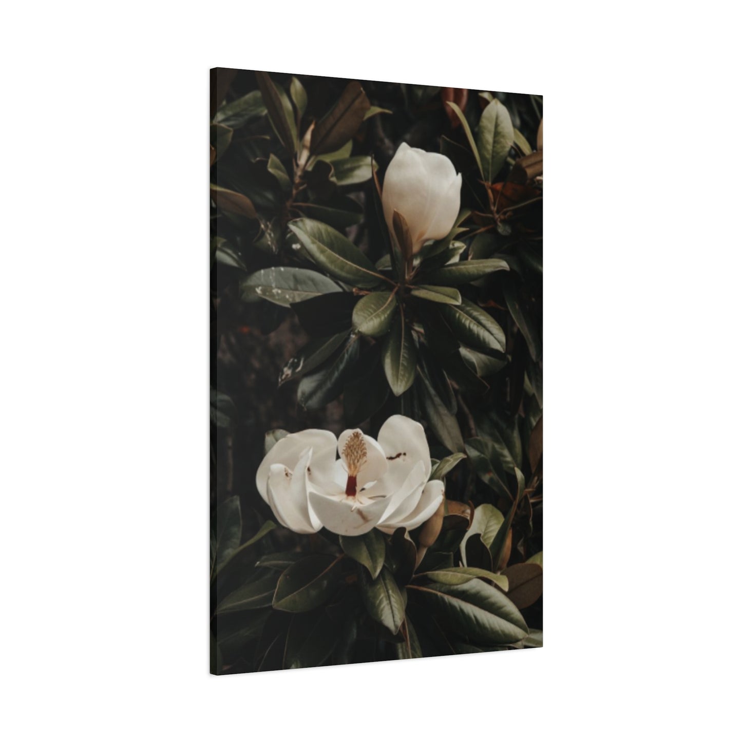 White Magnolia Flower Painting Wall Art & Canvas Prints