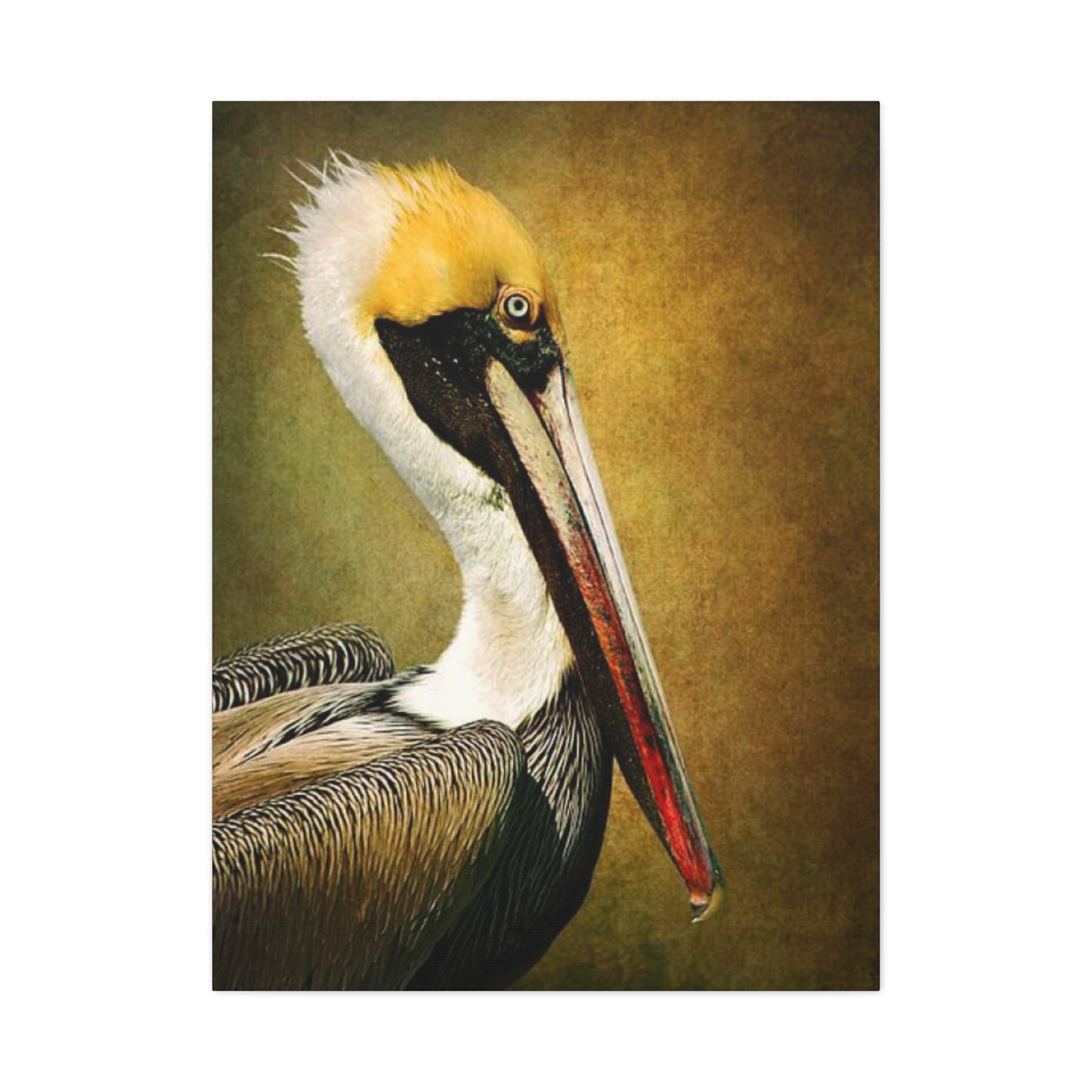 Long Beak Pelican Candid Close Up Drawing Wall Art & Canvas Prints