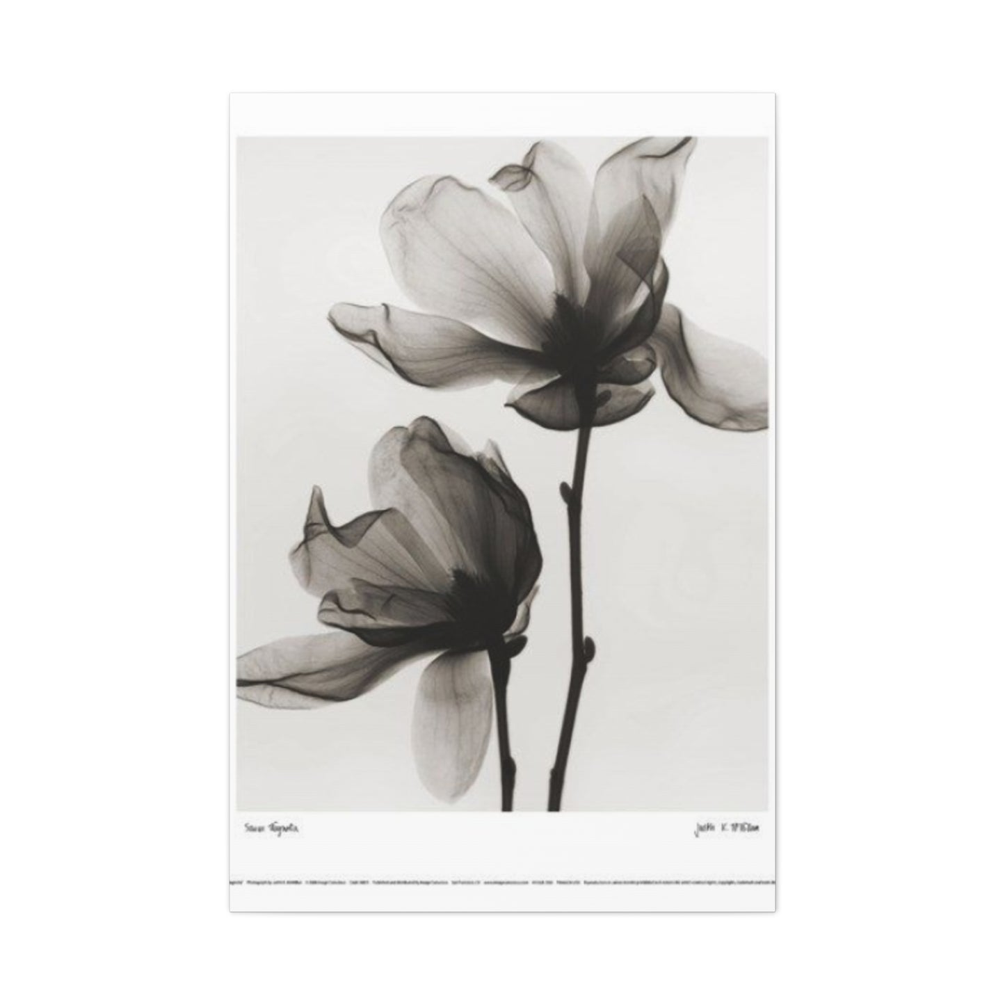 Beautiful Magnolia Flower X Ray Photo Wall Art & Canvas Prints