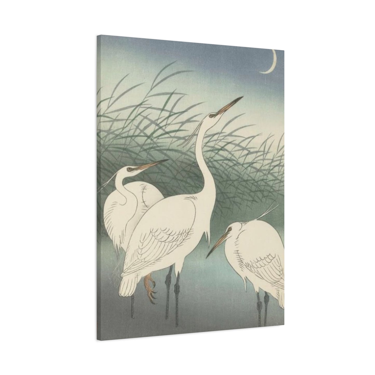 Beautiful Herons Together Wall Art & Canvas Prints