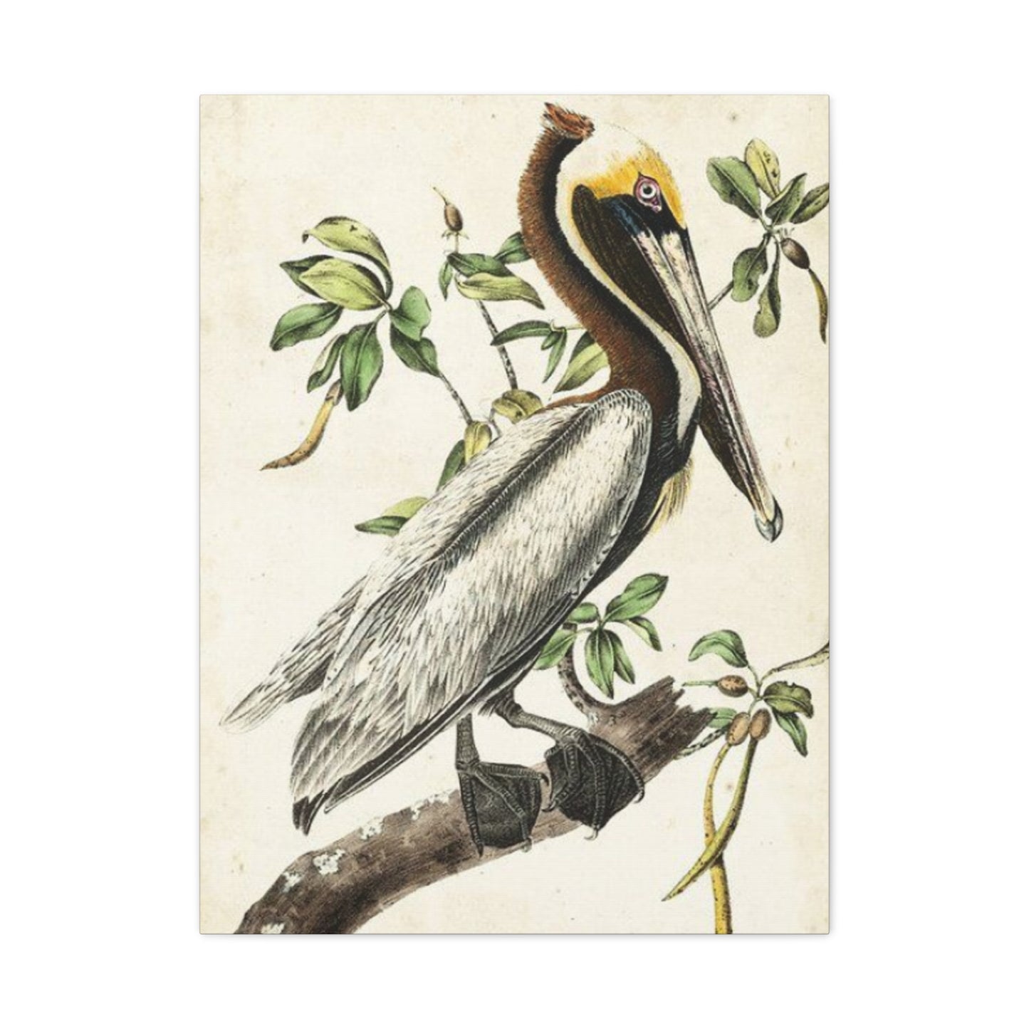 Pelican On A Branch Painting Wall Art & Canvas Prints