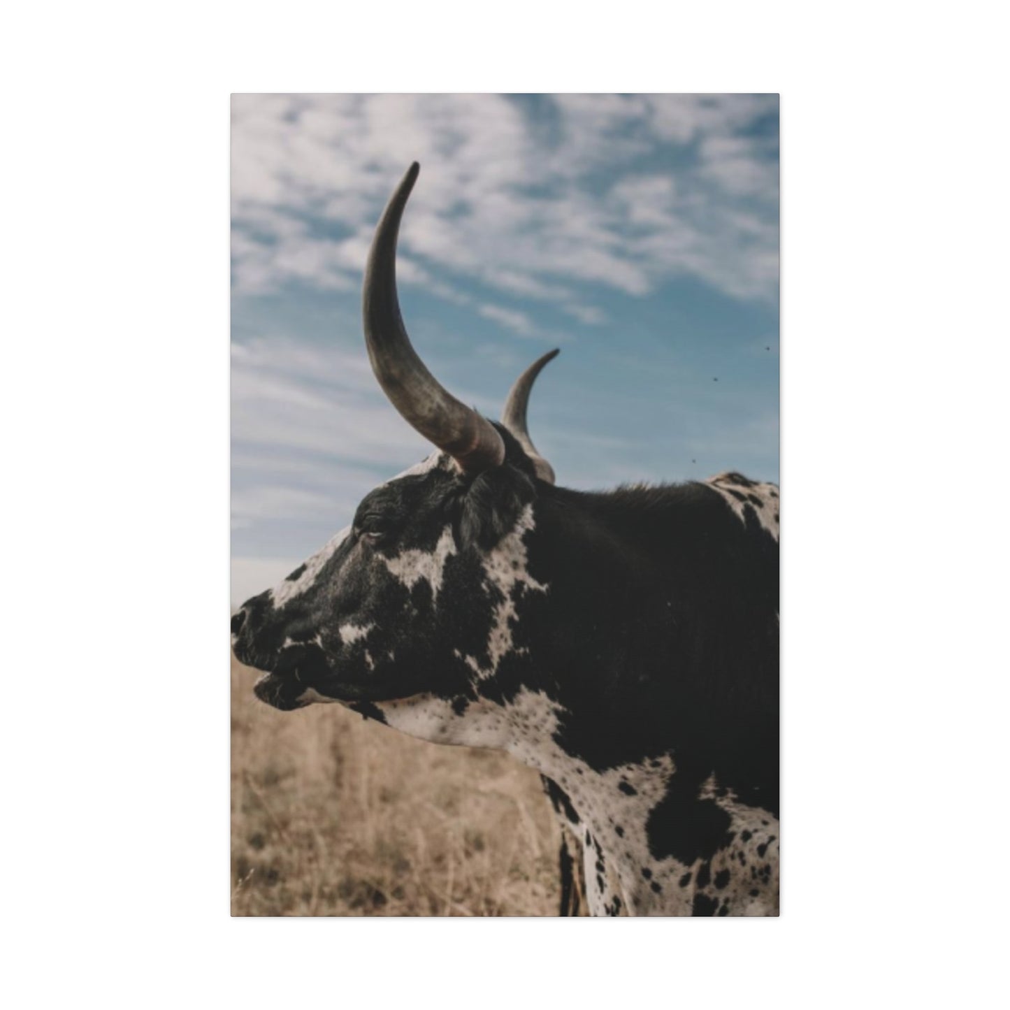 Wild Buffalo Curvy Longhorn Wall Art & Canvas Prints