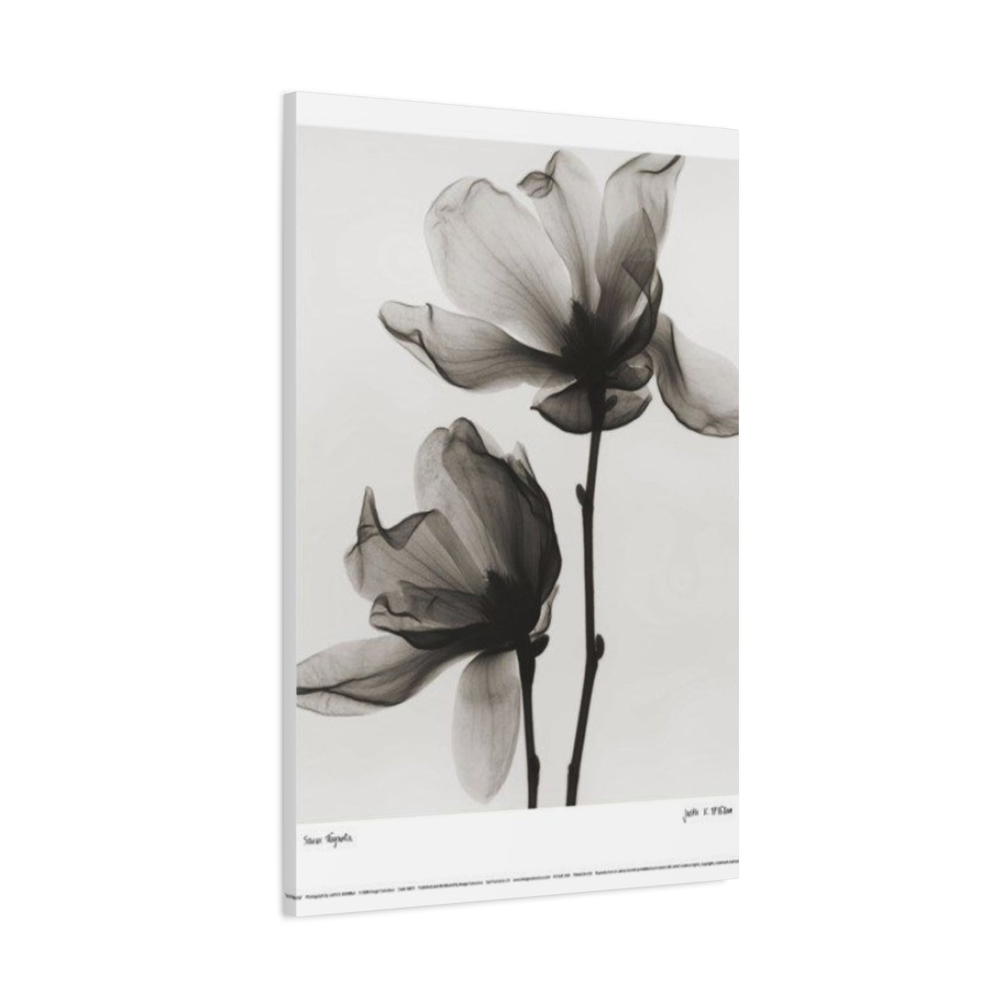 Beautiful Magnolia Flower X Ray Photo Wall Art & Canvas Prints