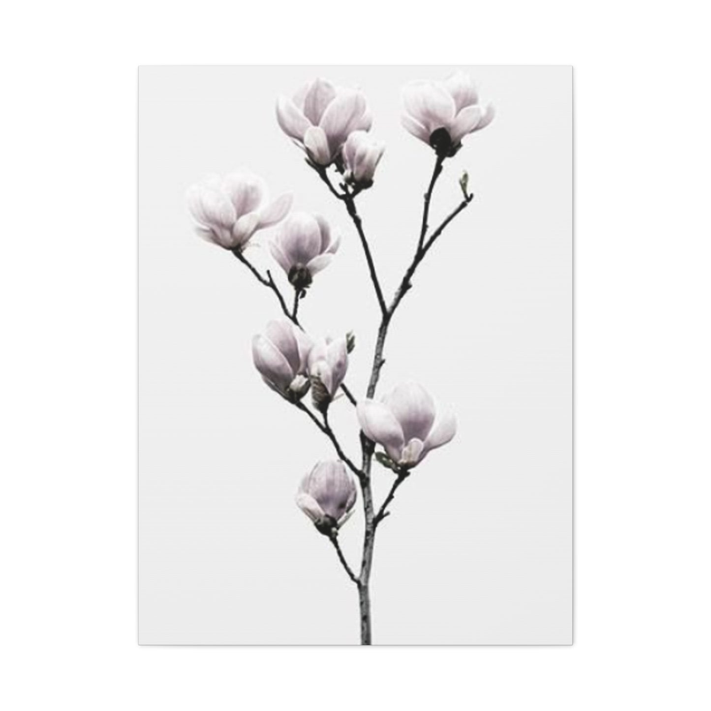 Beautiful Pink Magnolia Flower Wall Art & Canvas Prints