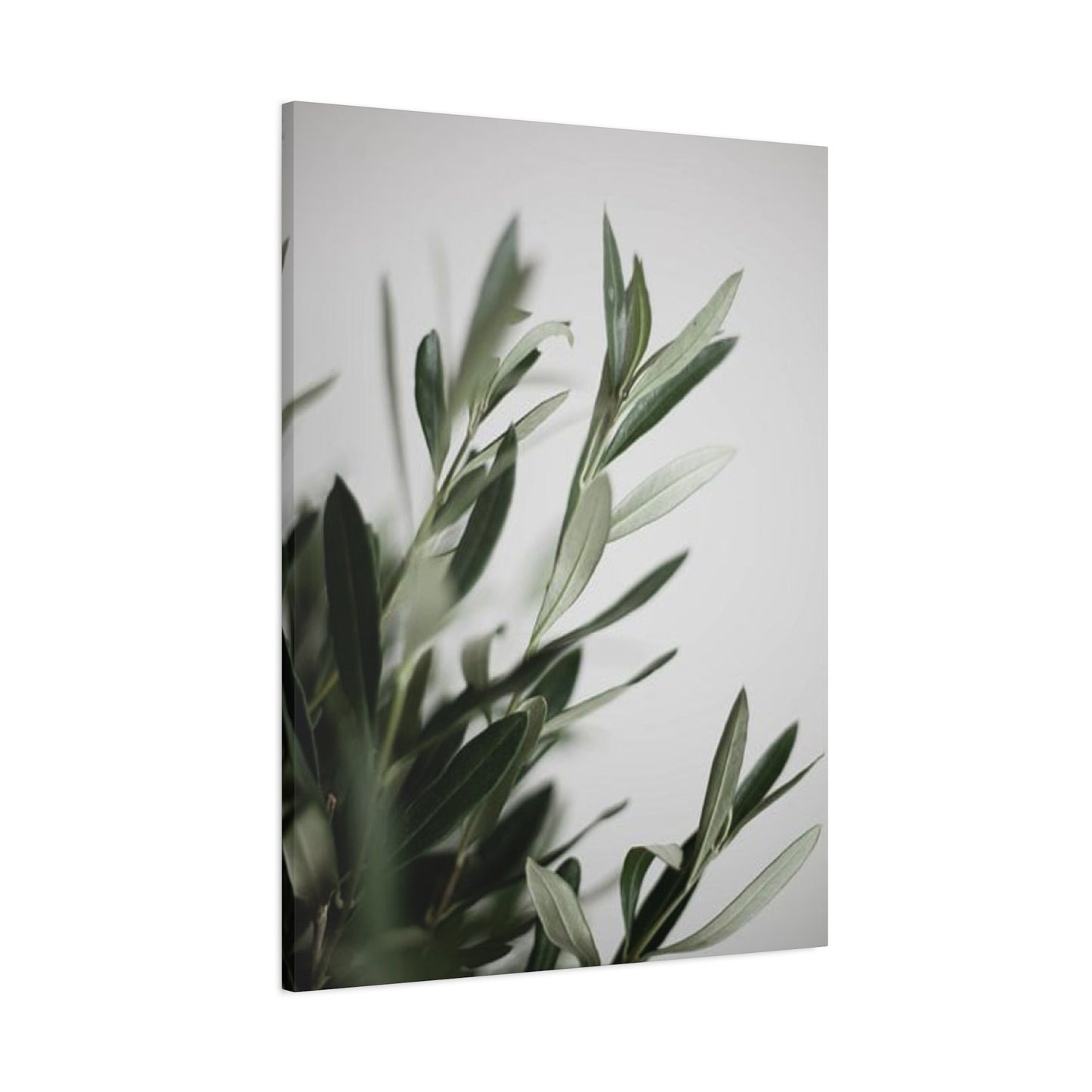 Plant Olive Green Wall Art & Canvas Prints