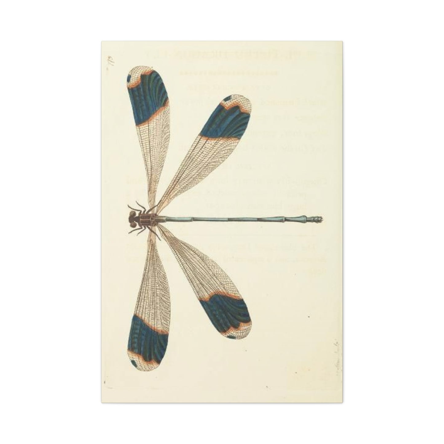 Earthy Blue Dragonfly Wall Art & Canvas Prints