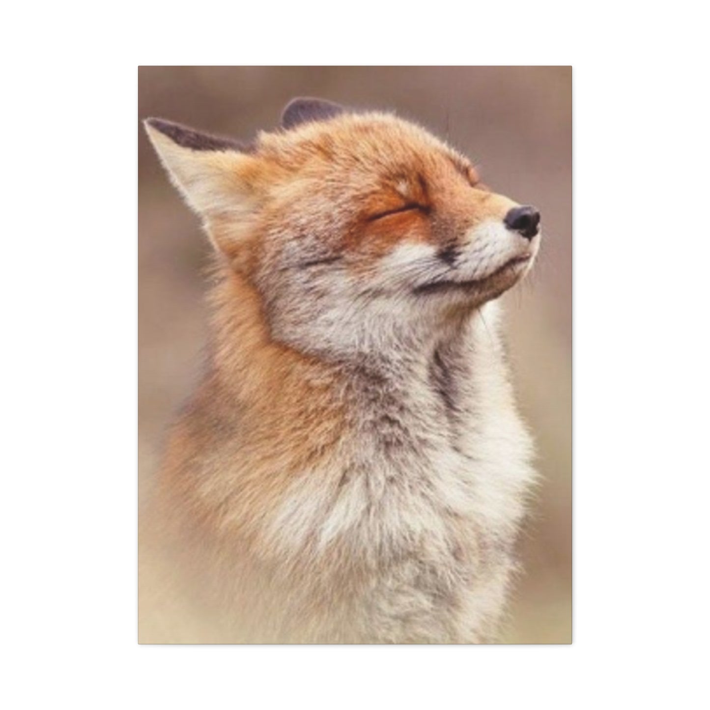 Little Fox Candid Wall Art & Canvas Prints