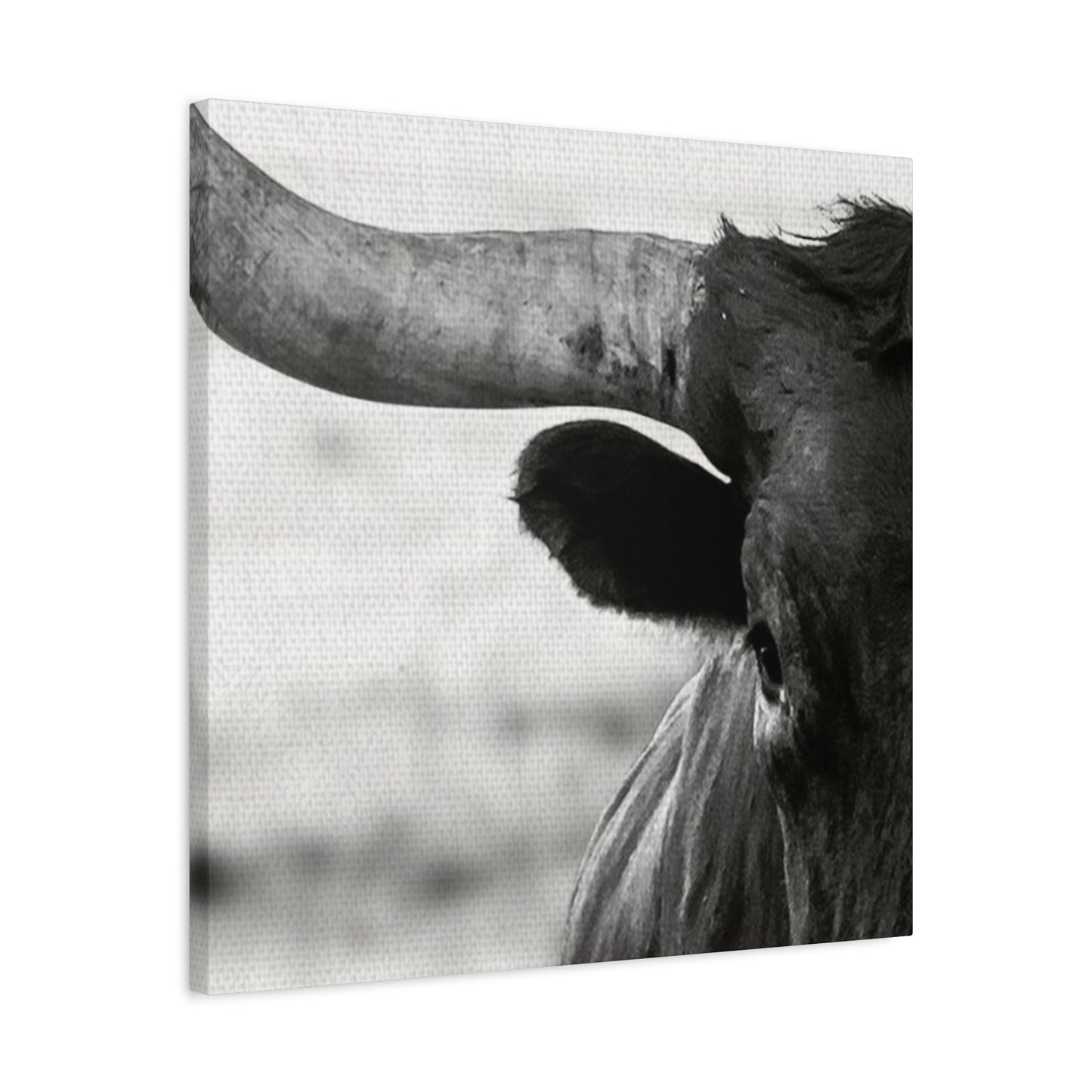 Close Up Of Long Horn Wall Art & Canvas Prints