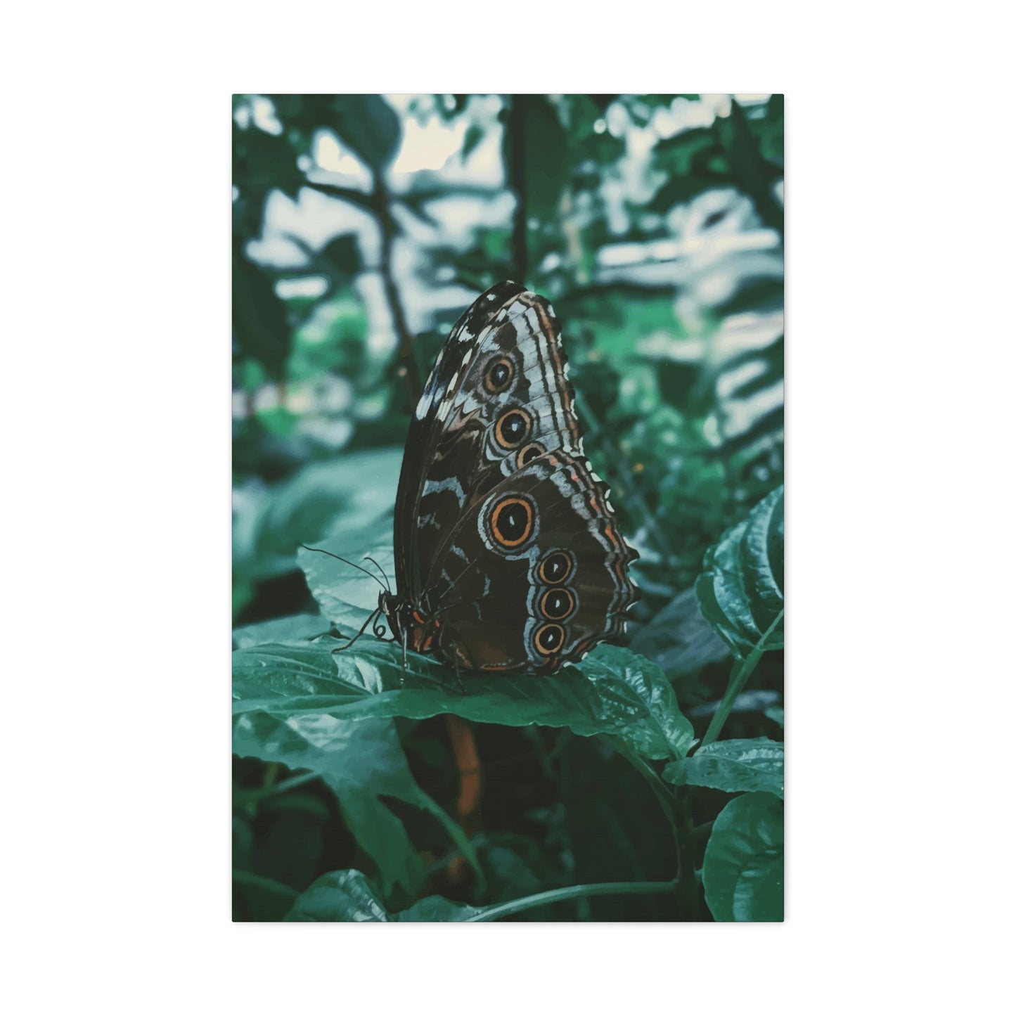 Butterfly Wall Art & Canvas Prints