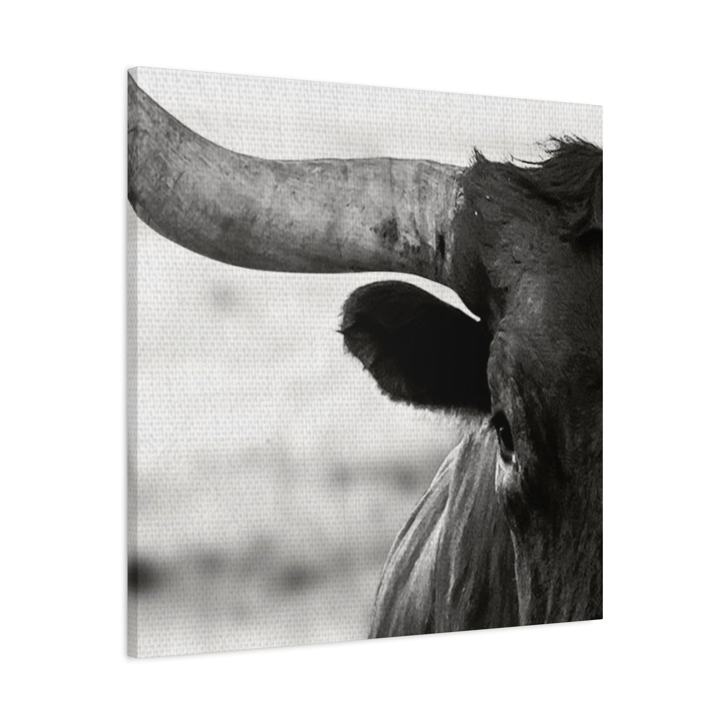 Close Up Of Long Horn Wall Art & Canvas Prints